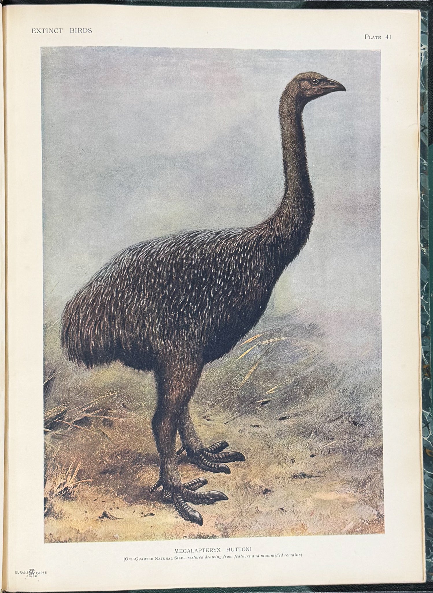 Extinct Birds