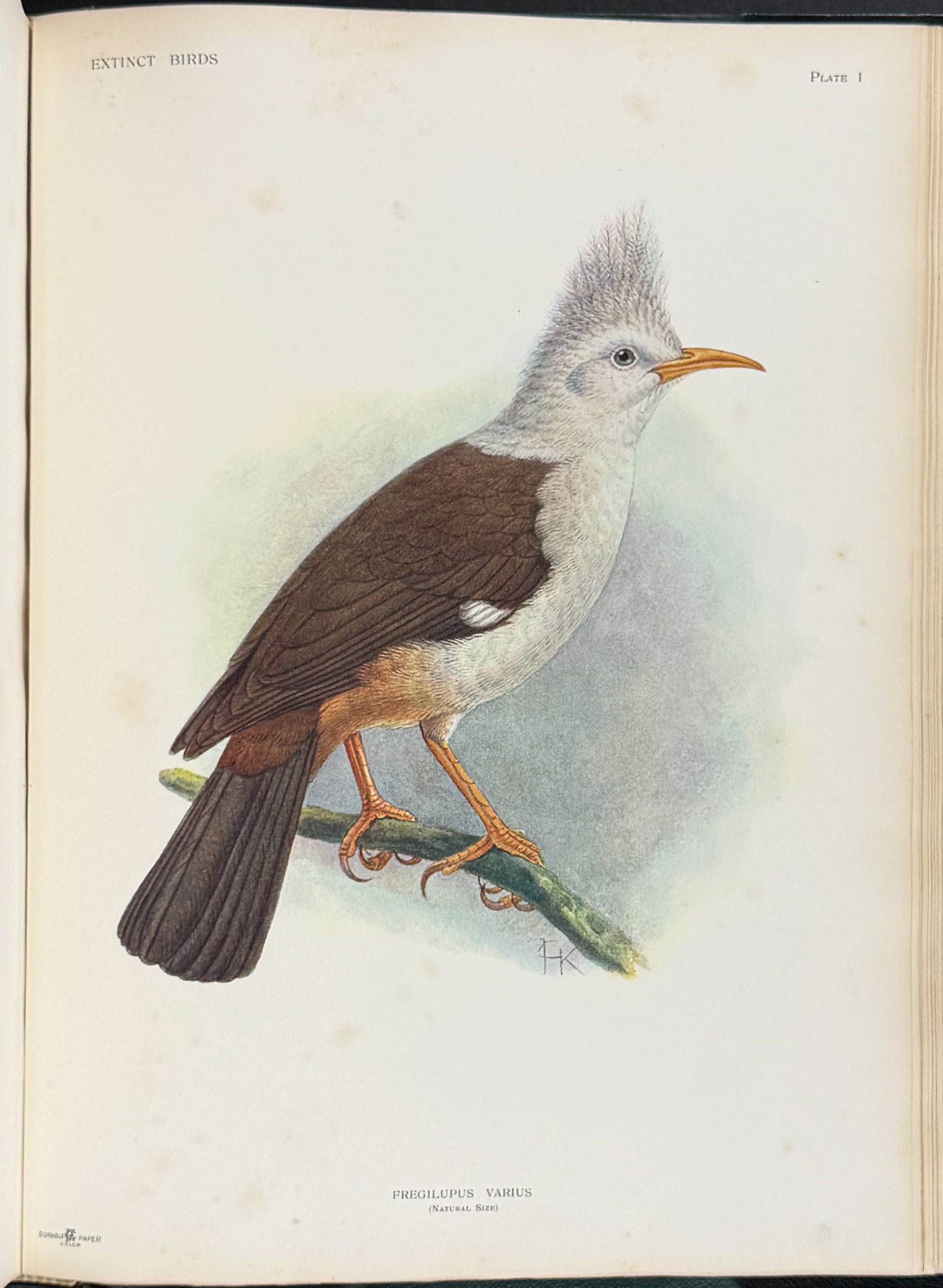 Extinct Birds