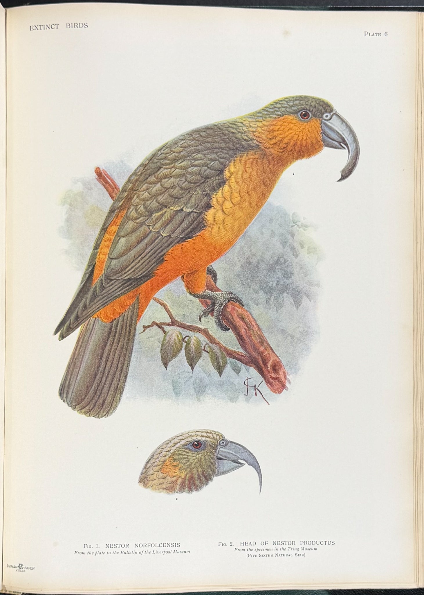 Extinct Birds