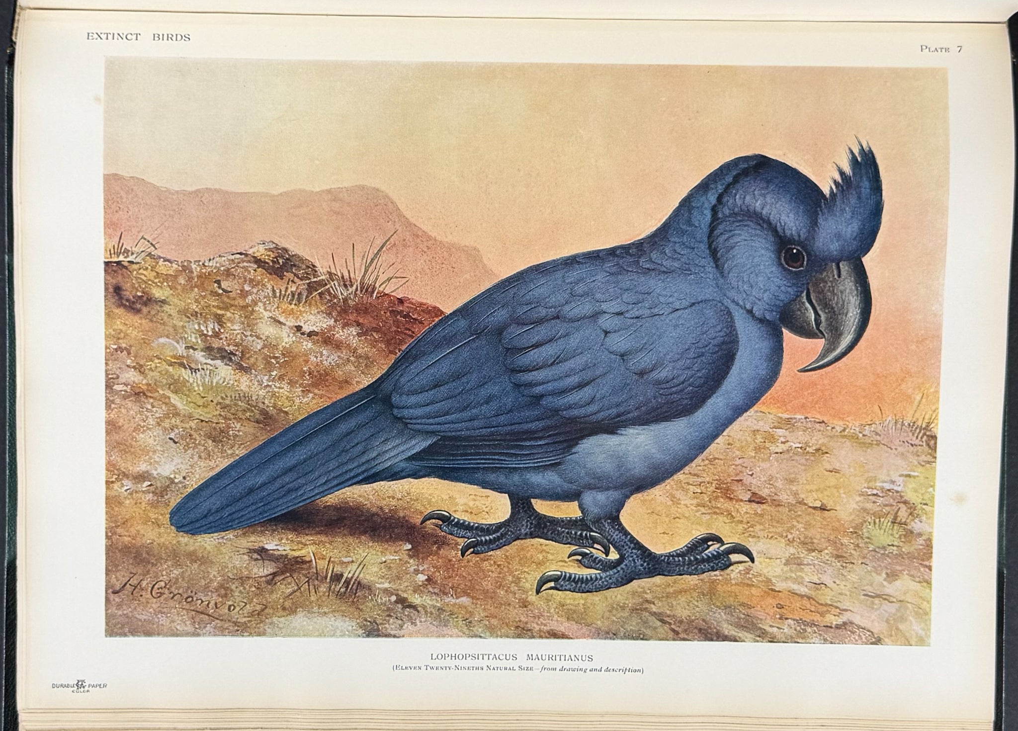 Extinct Birds