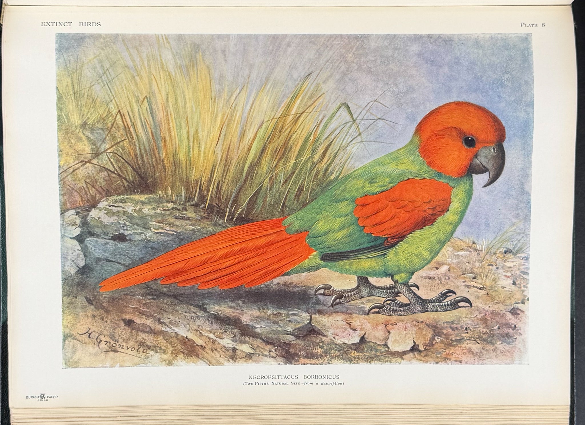 Extinct Birds