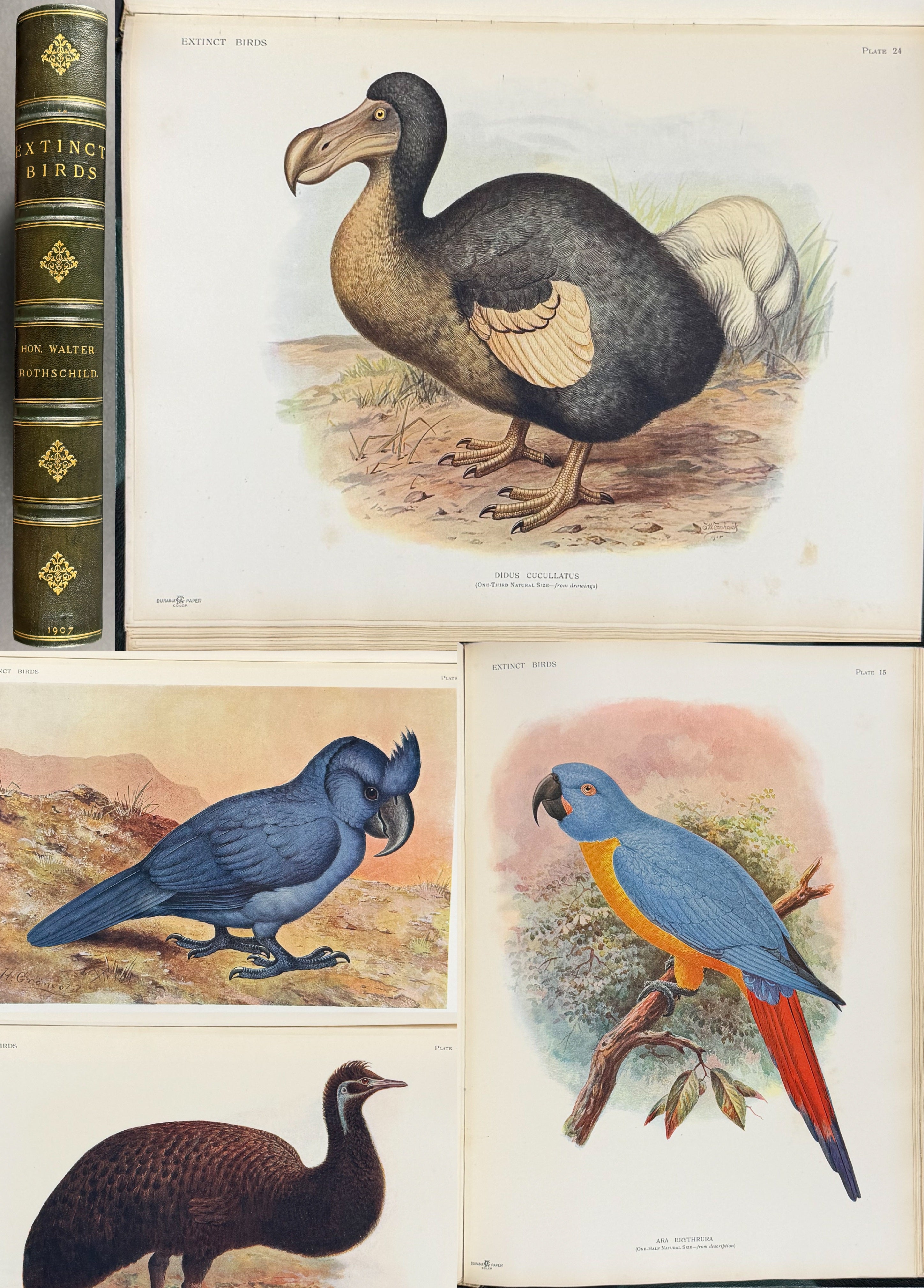 Extinct Birds