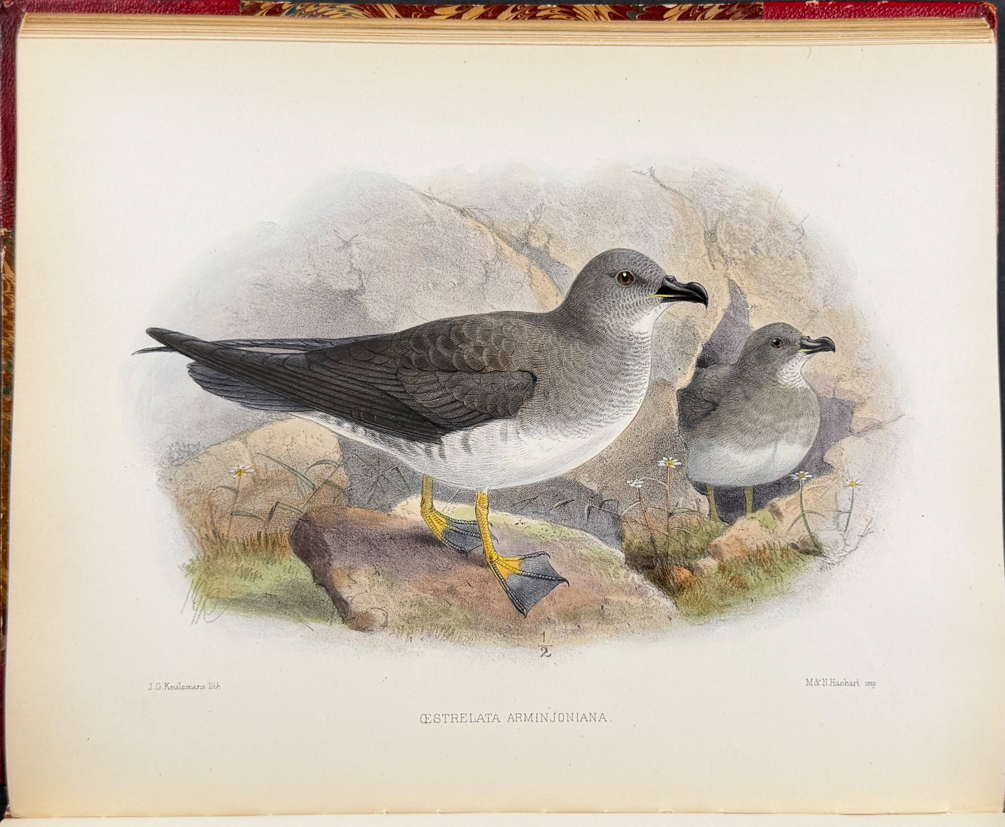 Ornitholigical Miscellany