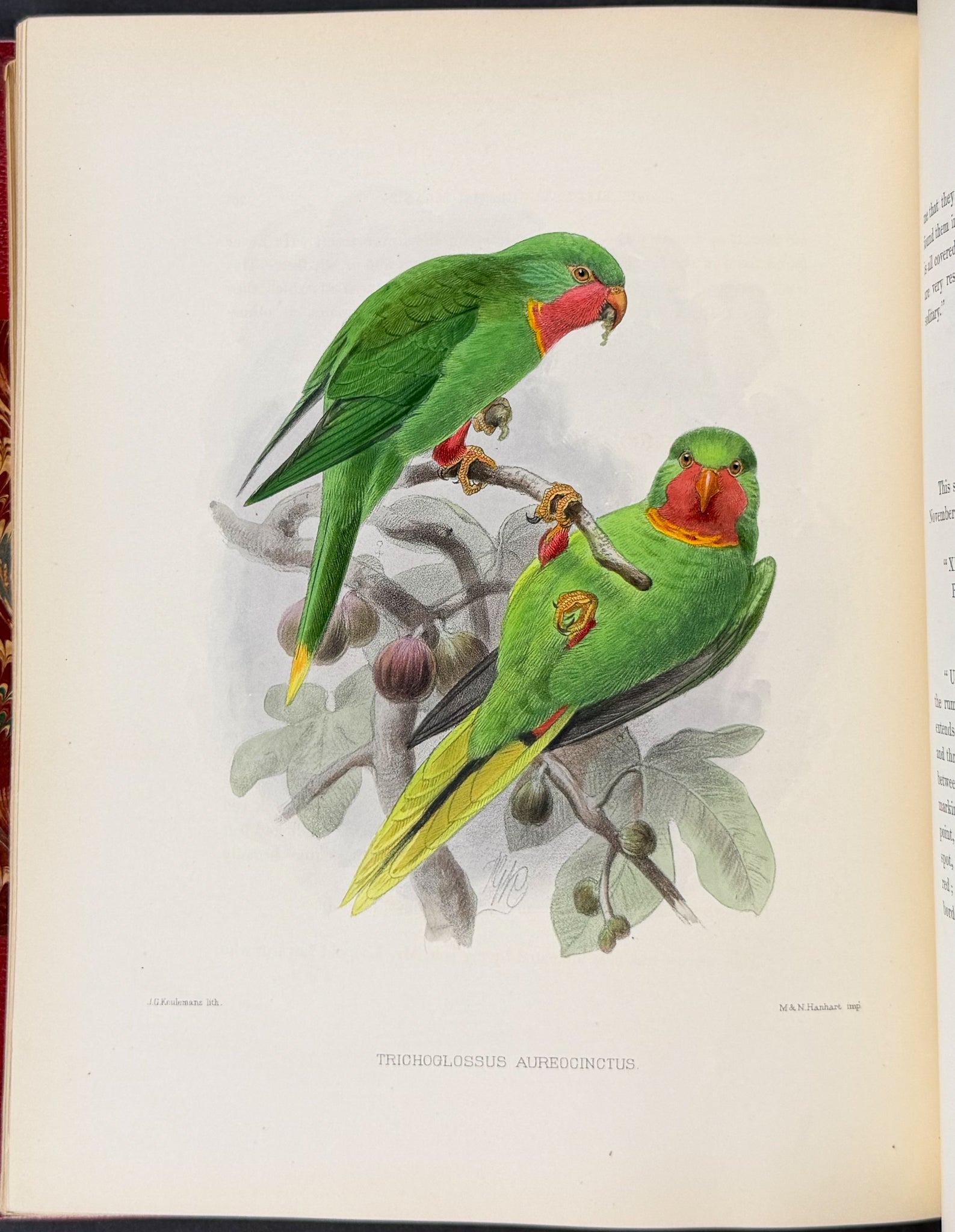 Ornitholigical Miscellany