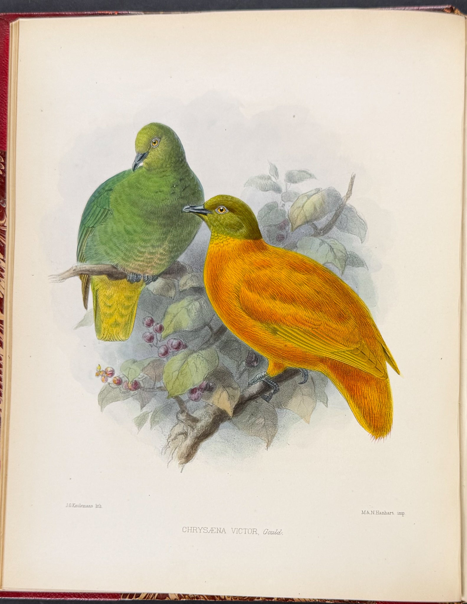 Ornitholigical Miscellany