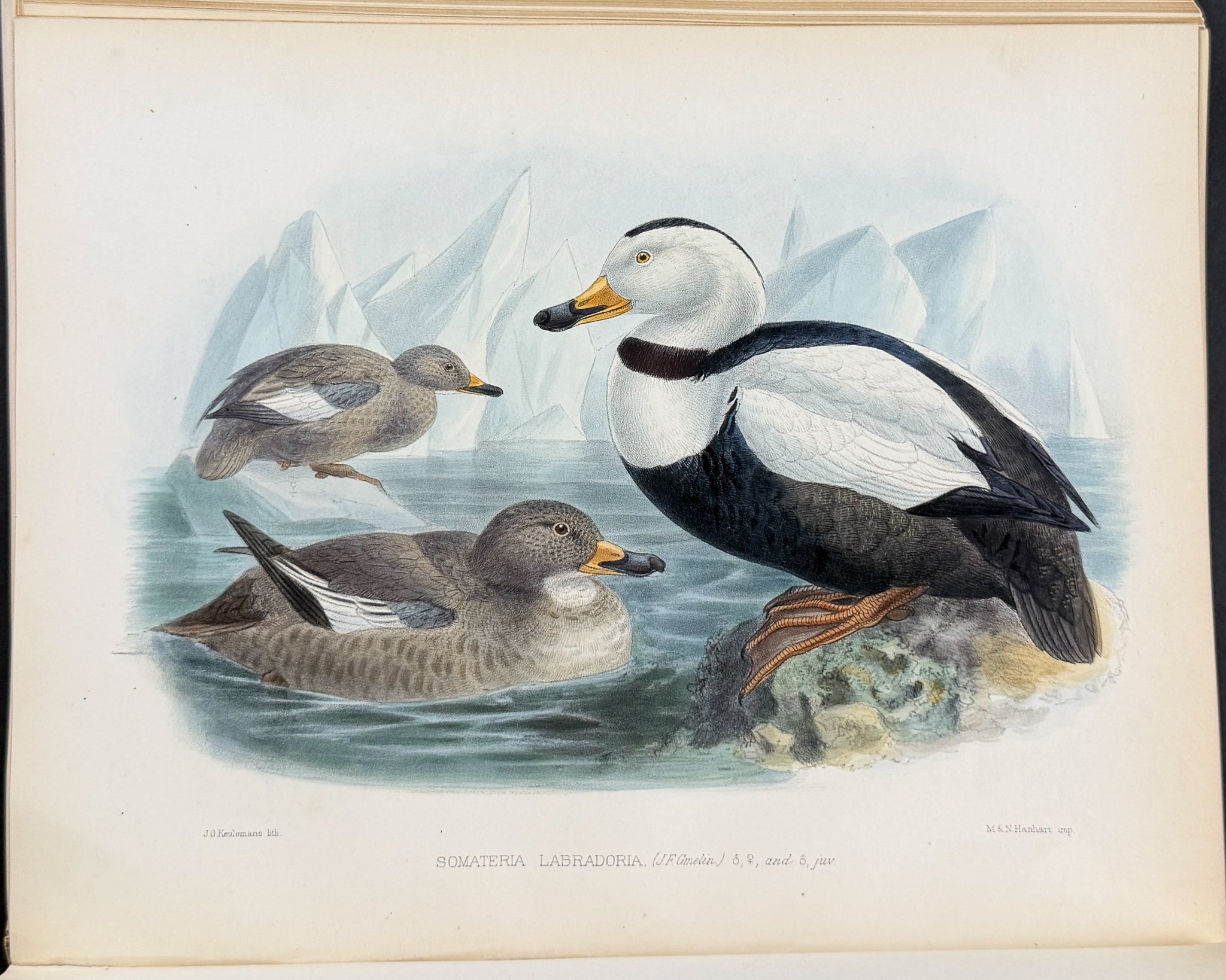 Ornitholigical Miscellany