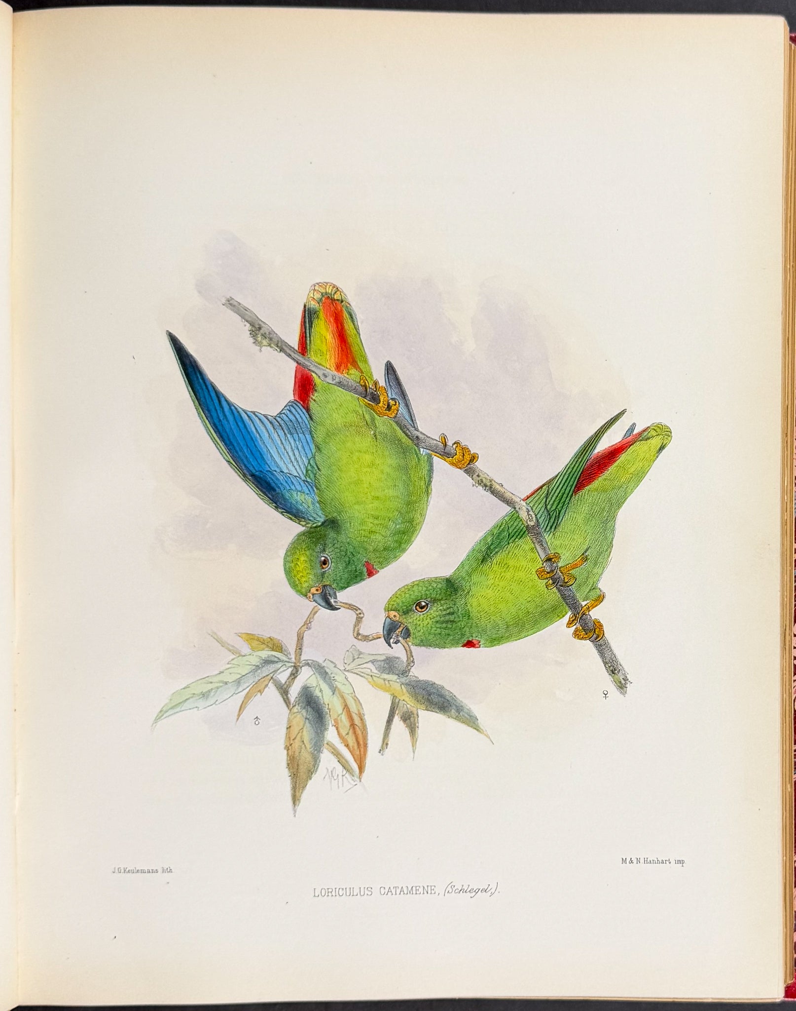 Ornitholigical Miscellany