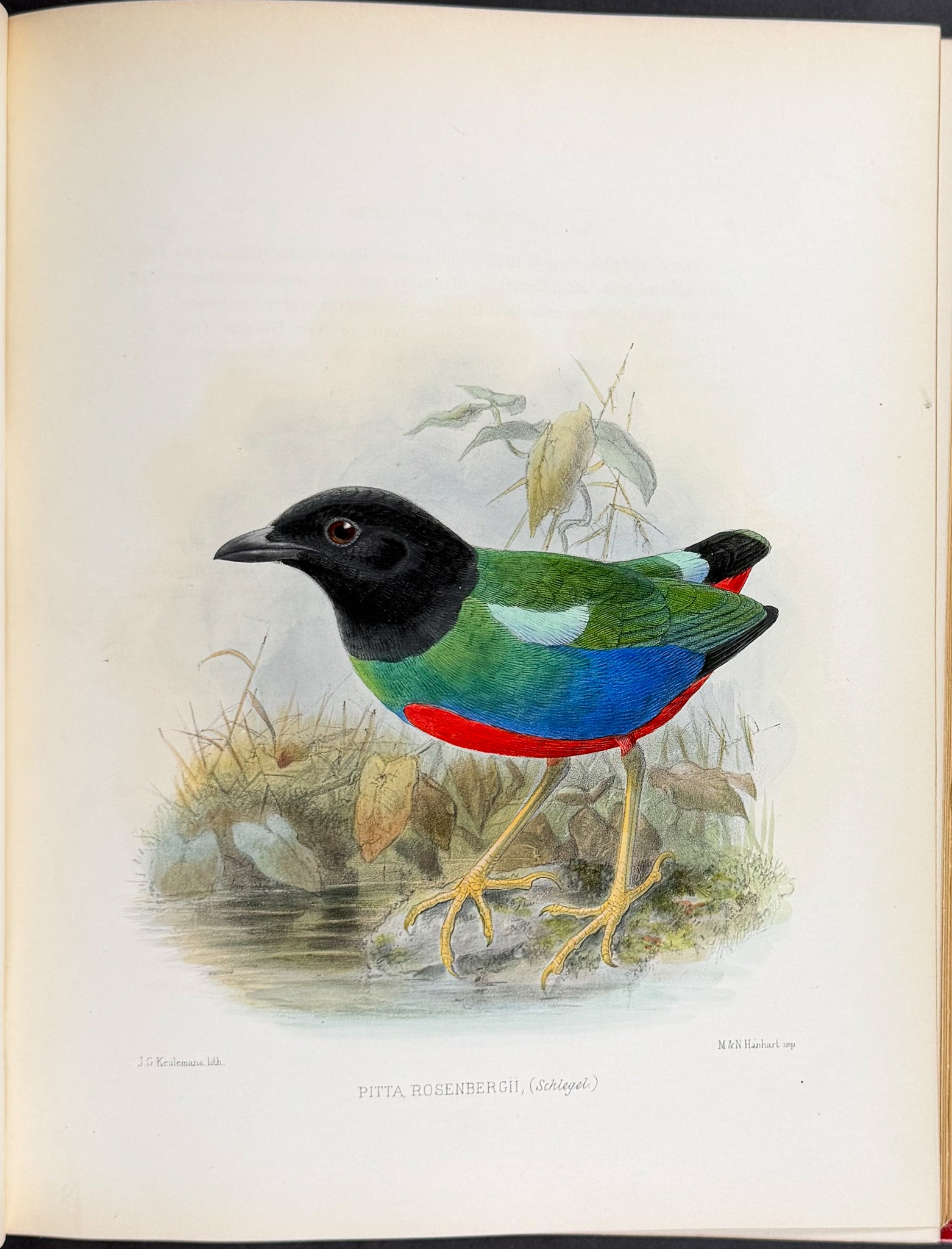 Ornitholigical Miscellany