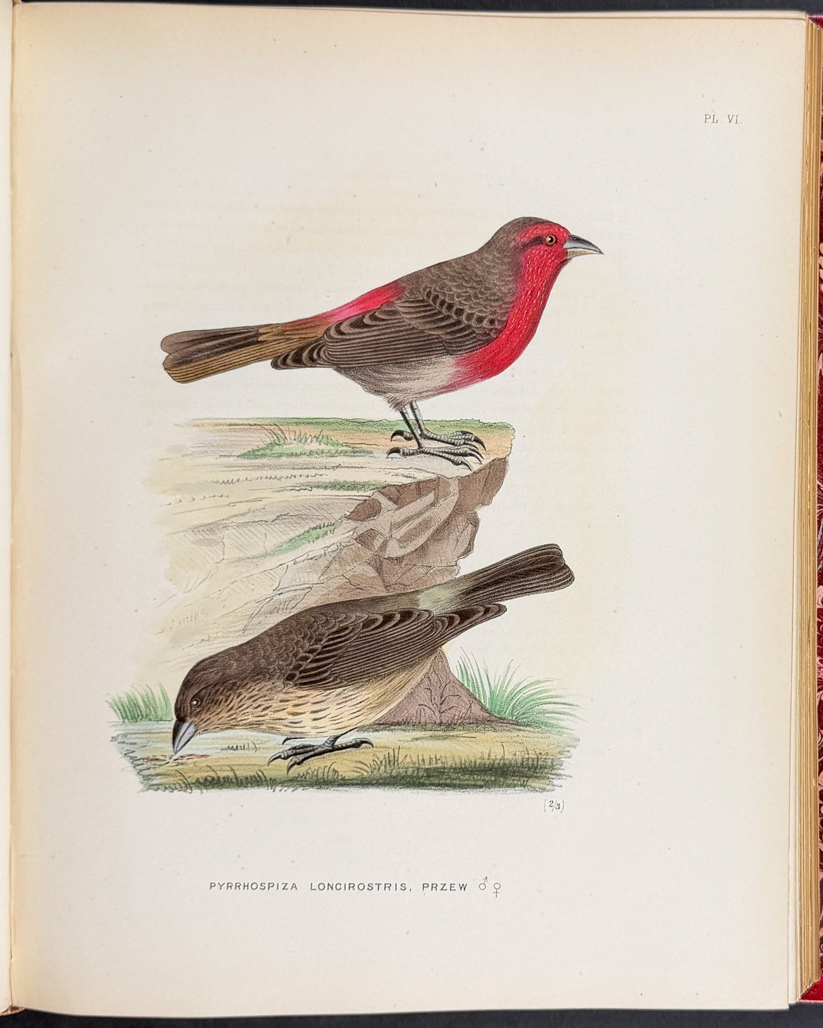Ornitholigical Miscellany
