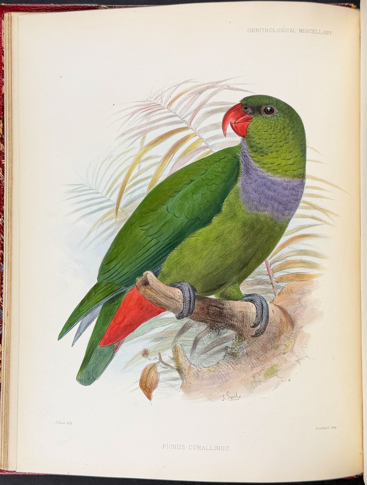 Ornitholigical Miscellany