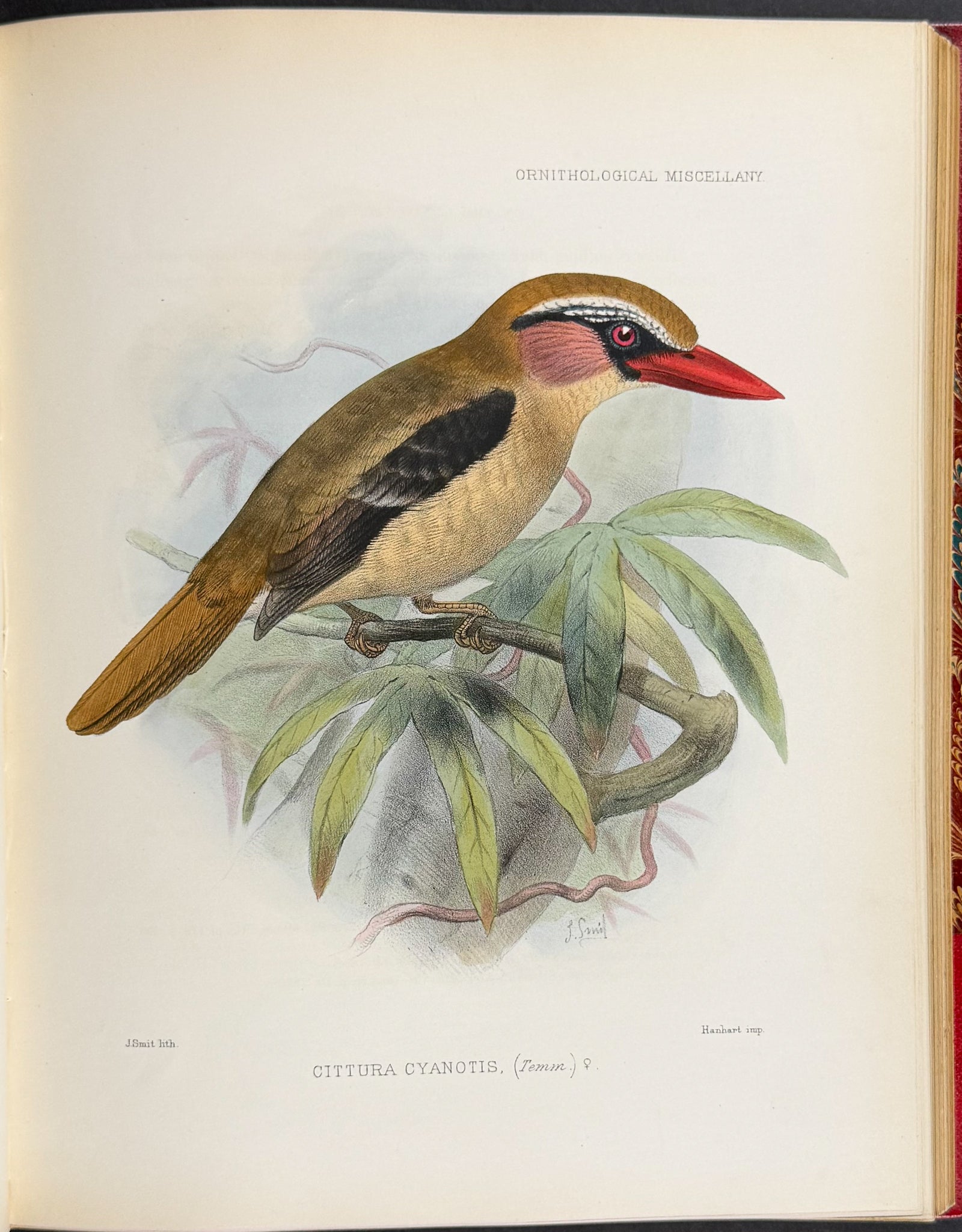 Ornitholigical Miscellany