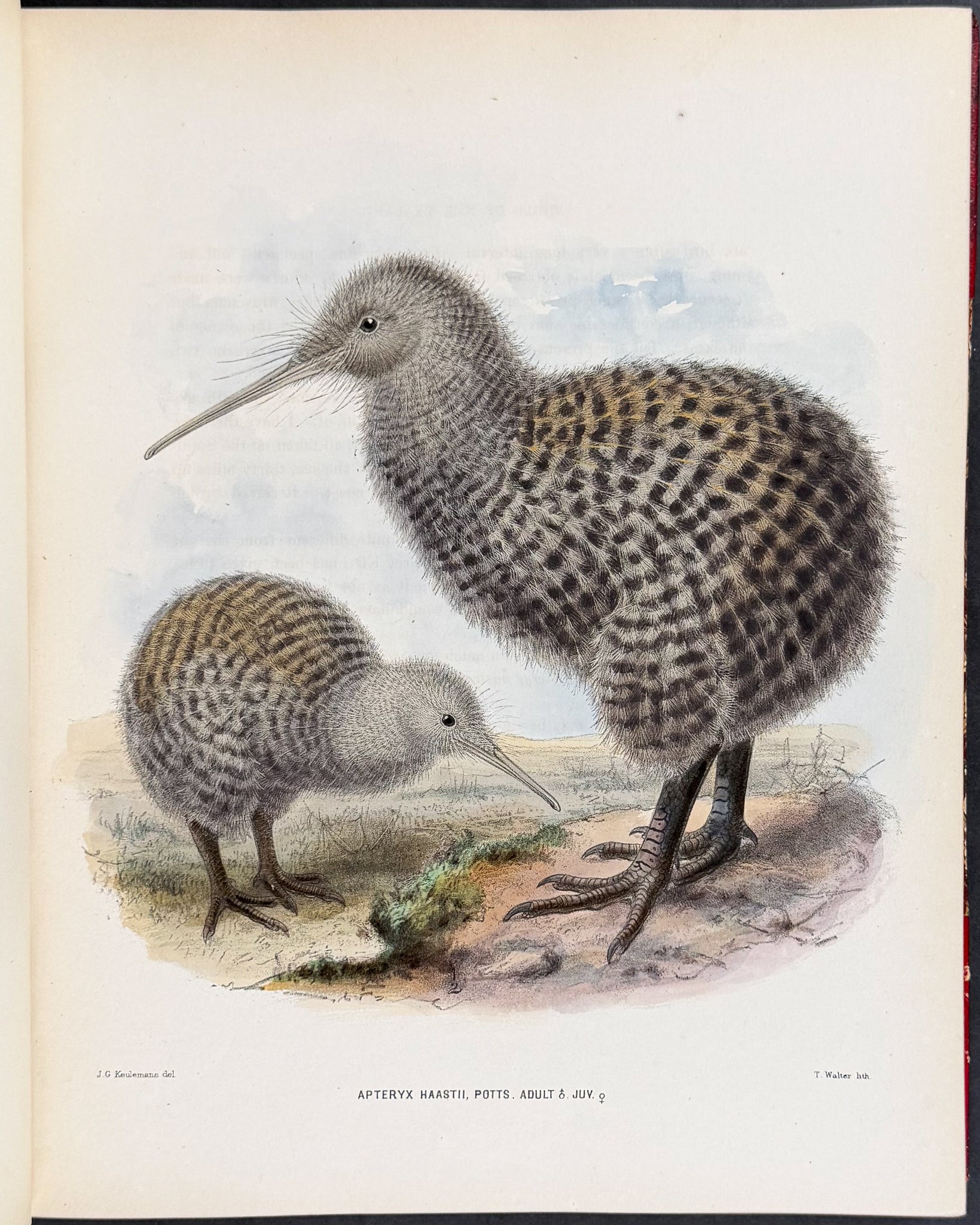 Ornitholigical Miscellany