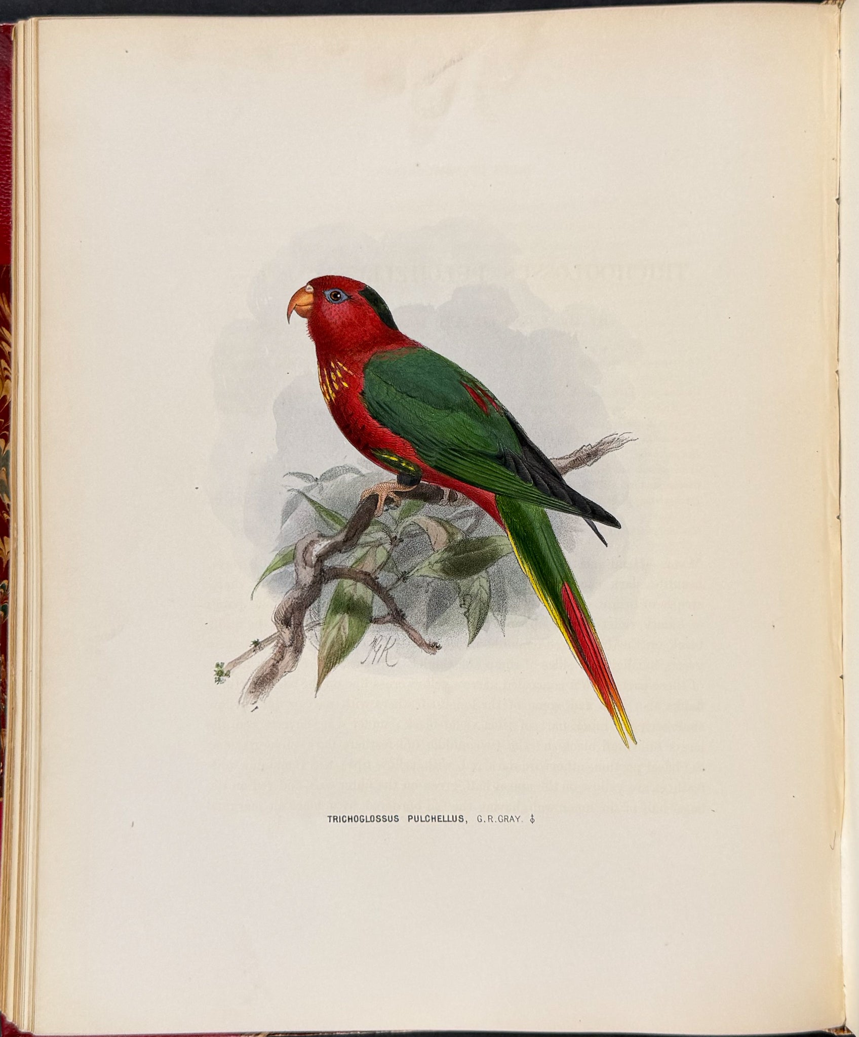 Ornitholigical Miscellany