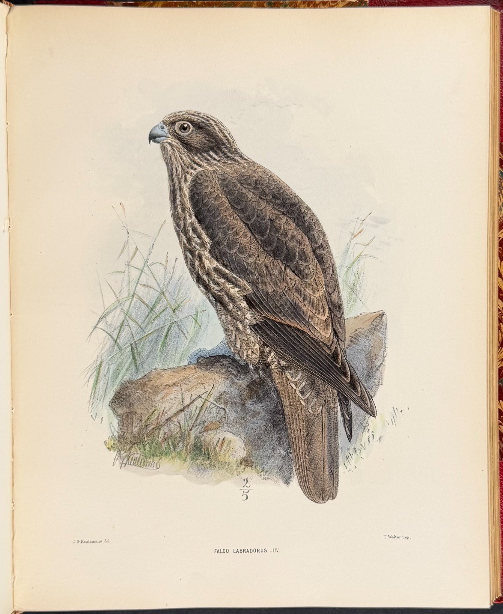 Ornitholigical Miscellany