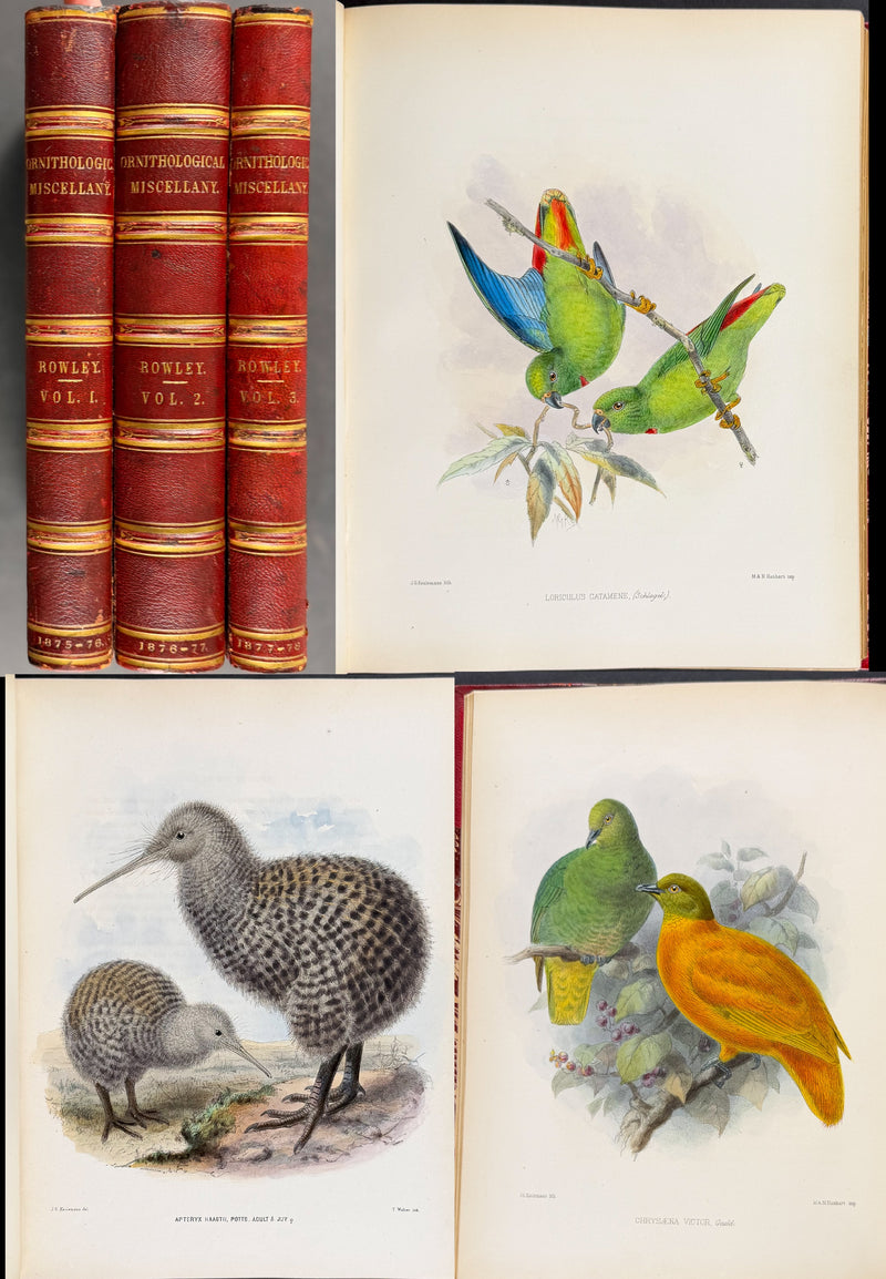 Ornitholigical Miscellany
