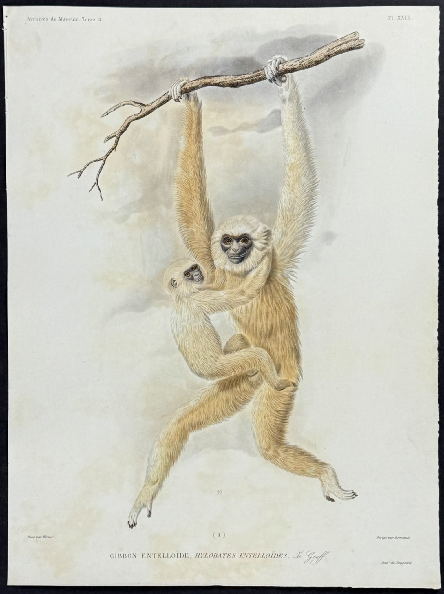 Hylobates Entelloides