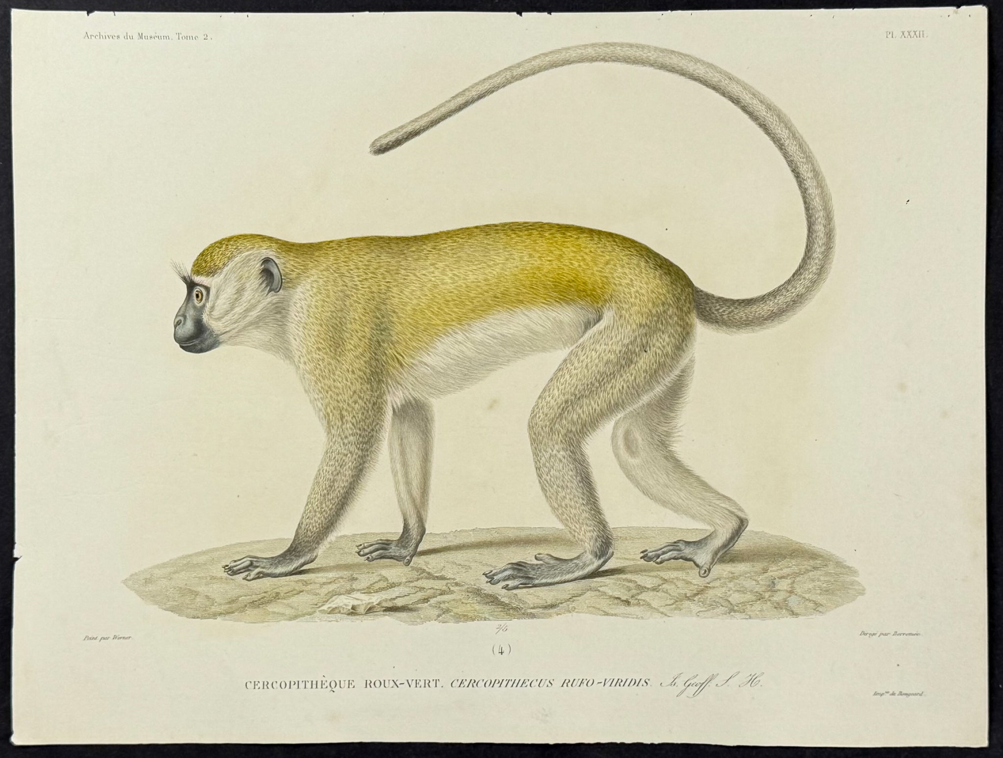 Cercopithecus Rufo-viridis