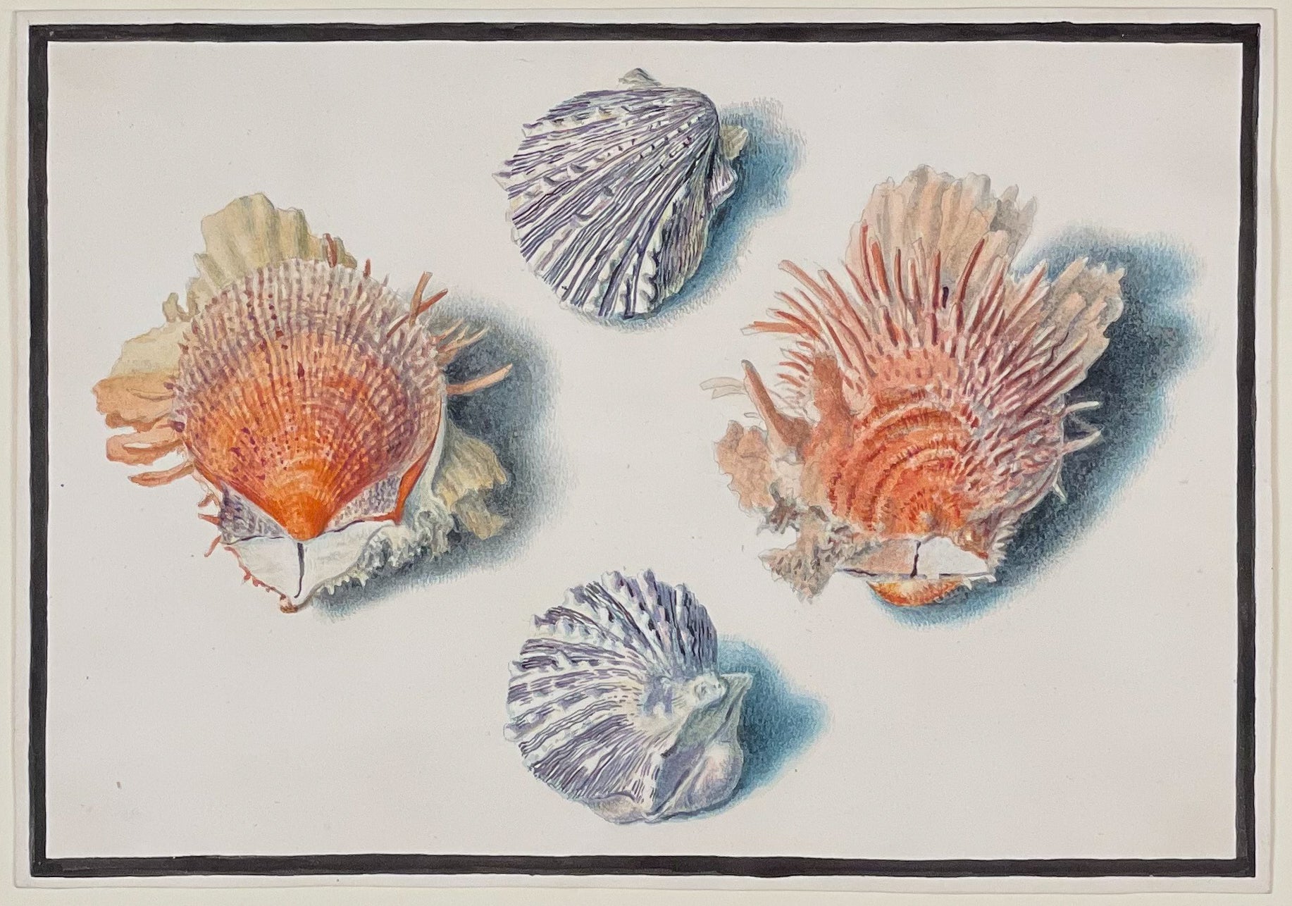 Original Watercolor of Shells