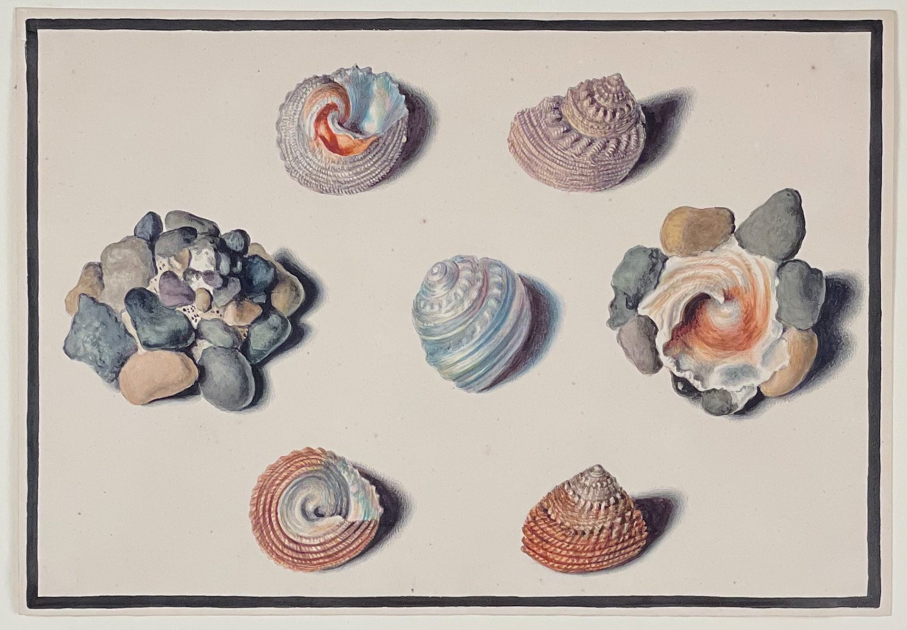 Original Watercolor of Shells