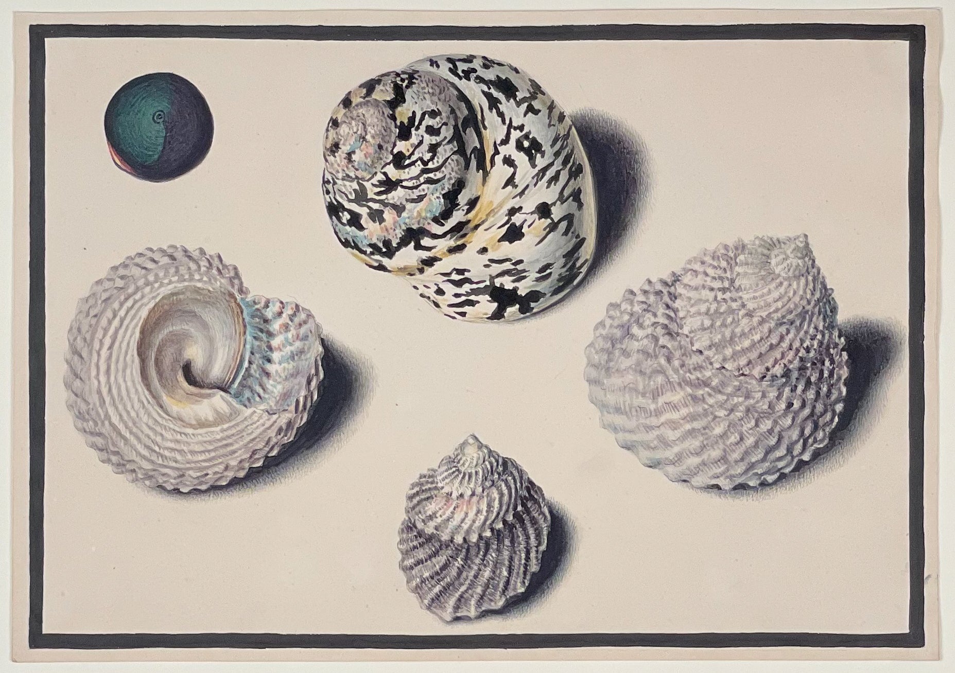 Original Watercolor of Shells