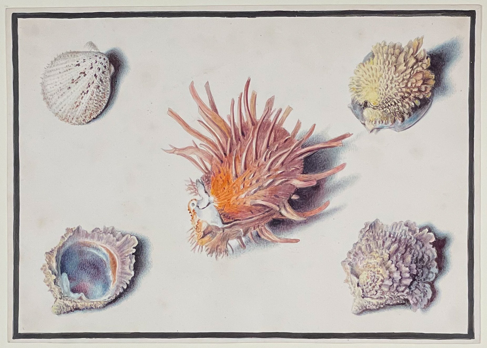 Original Watercolor of Shells