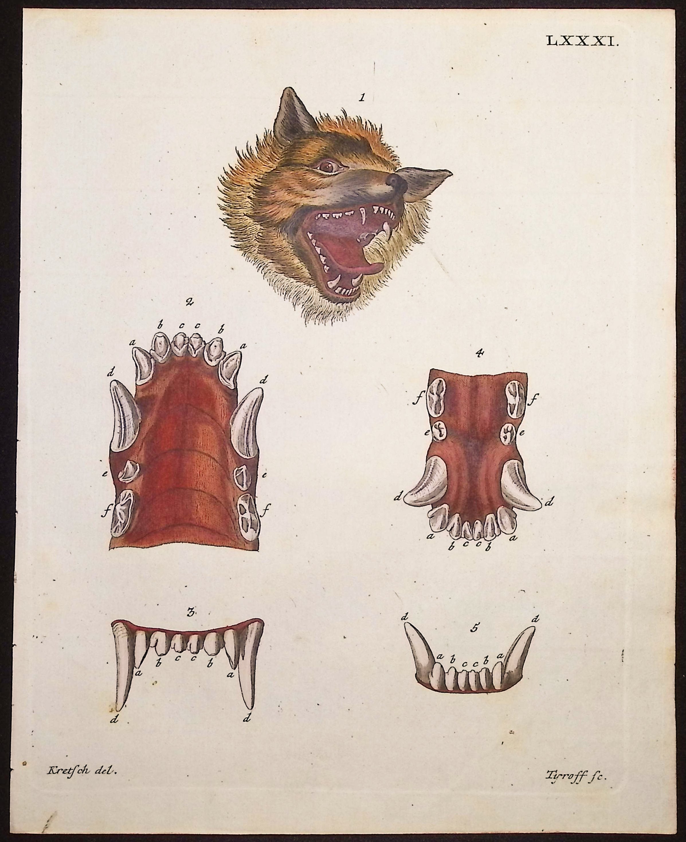 Wolf Face & Jaw