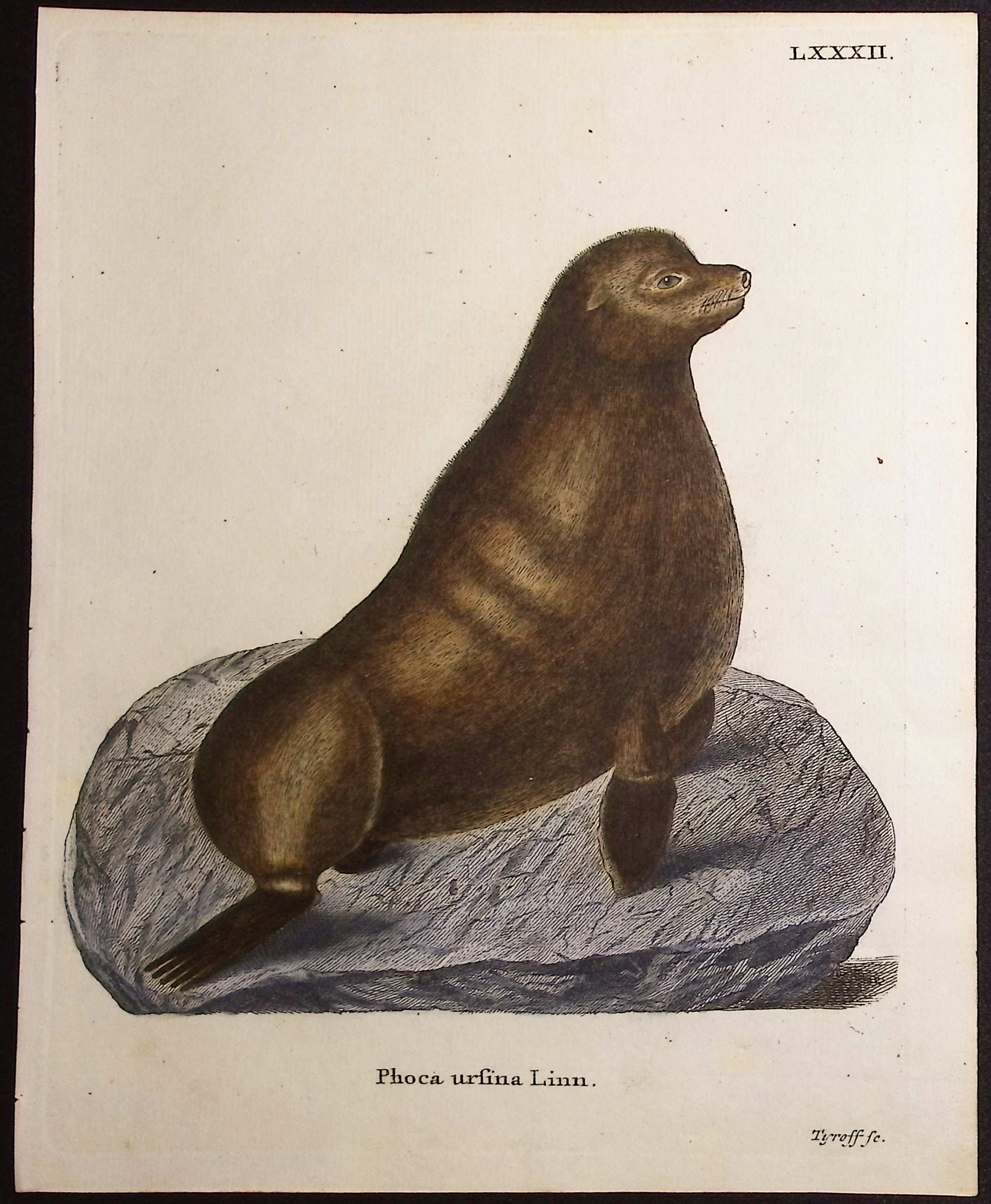 Northern Fur Seal
