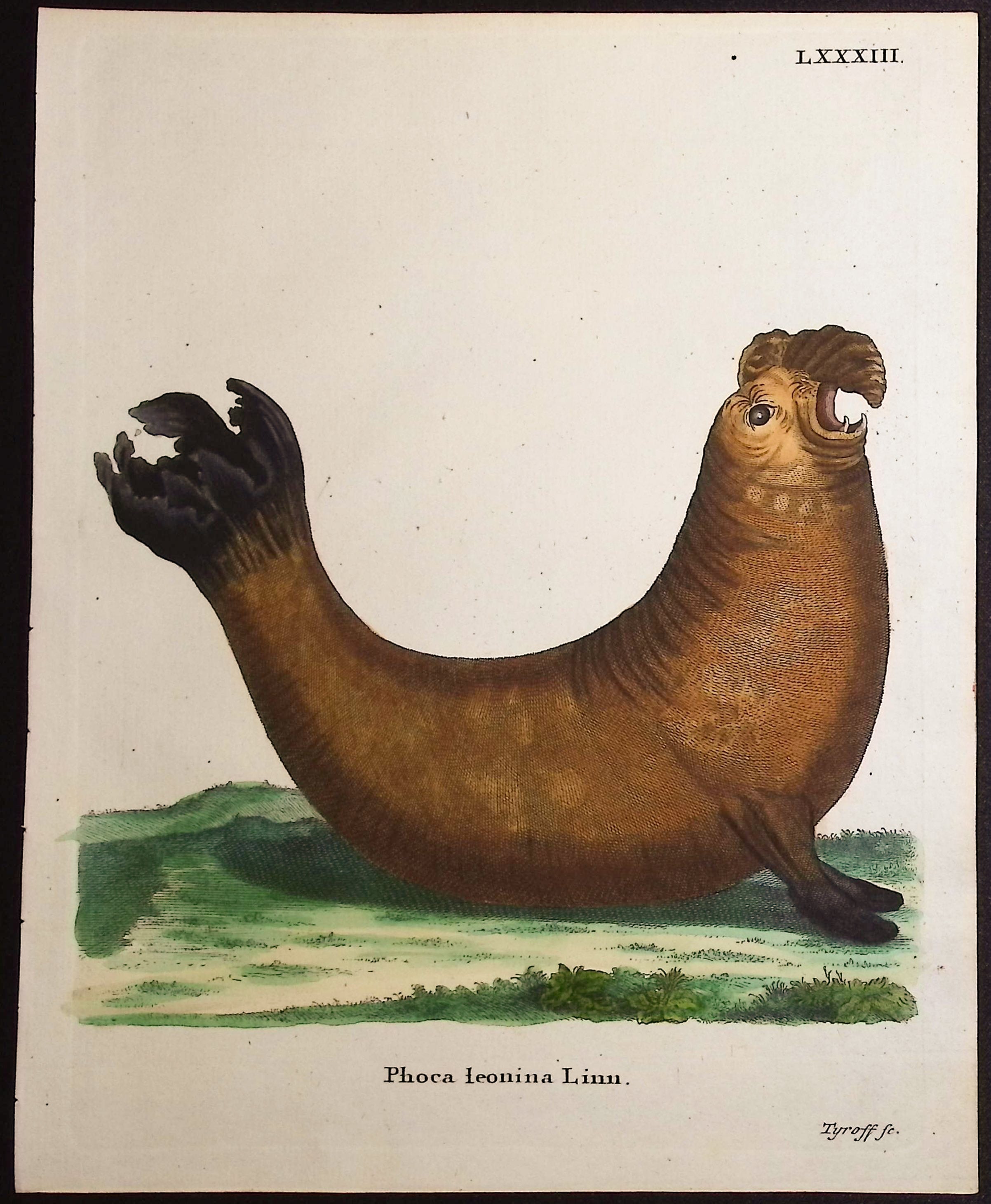 Elephant Seal