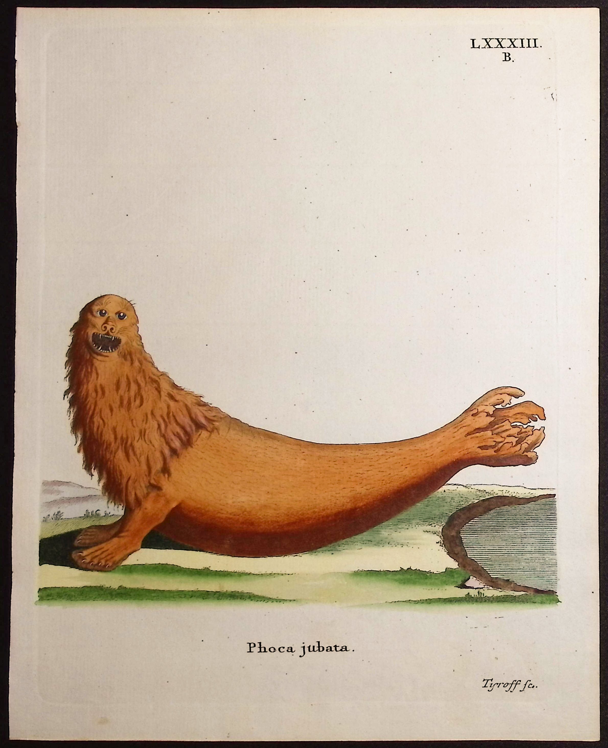 Stellar Sea Lion