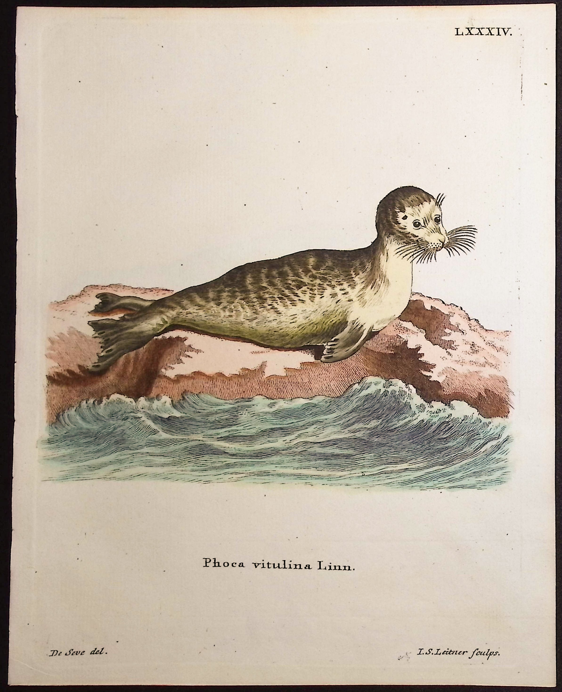 Harbor Seal