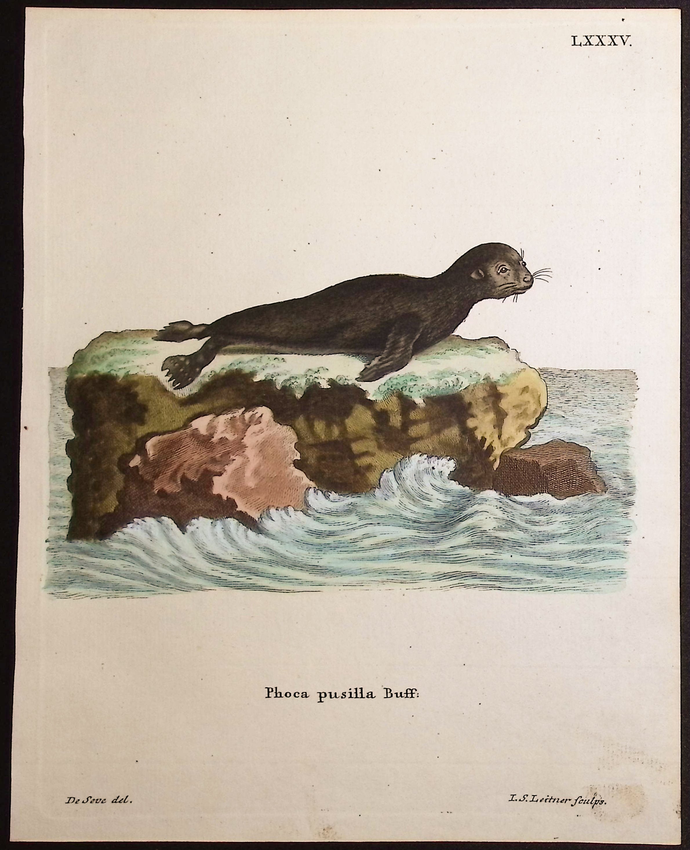 Little Seal