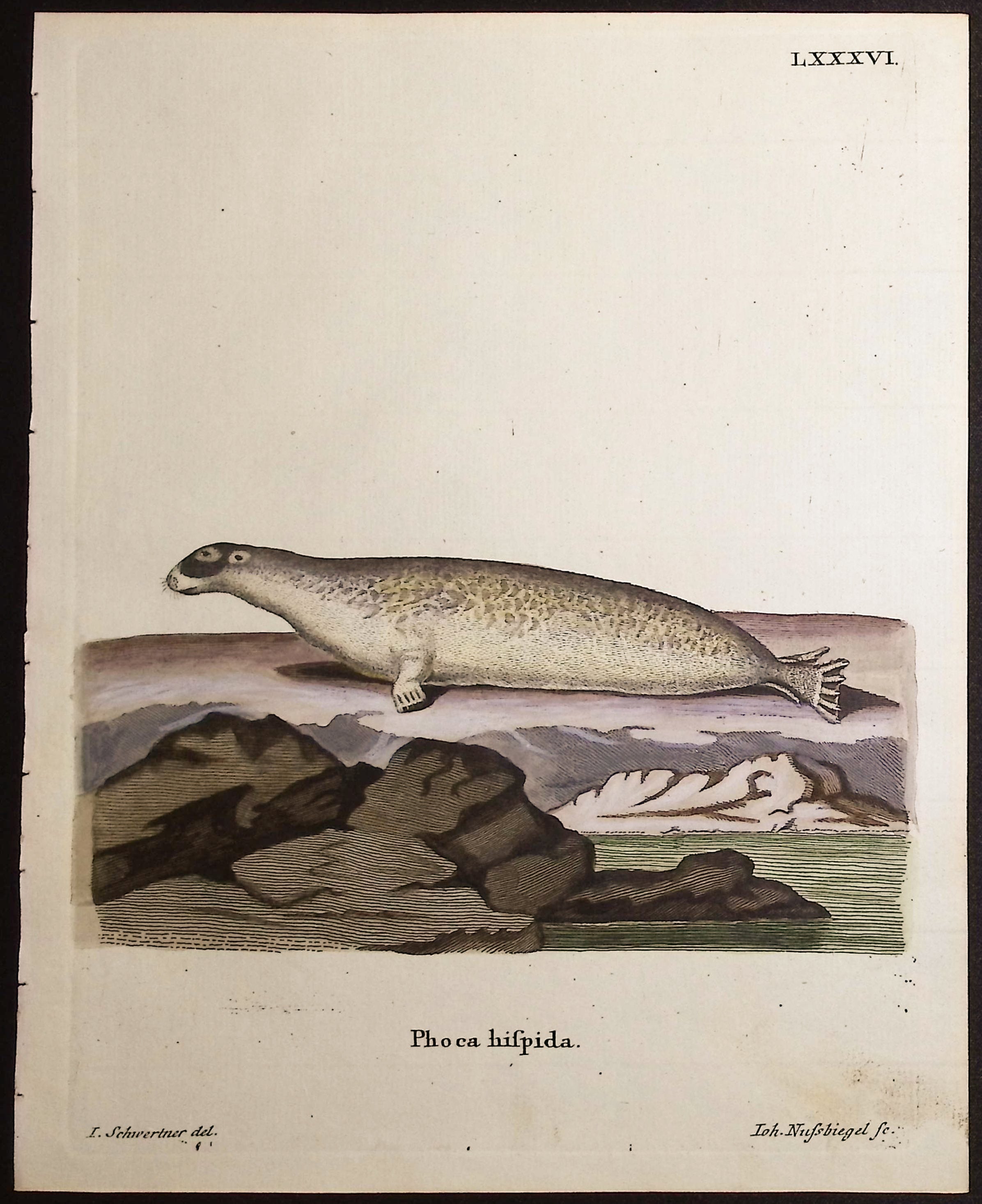 Ringed Seal
