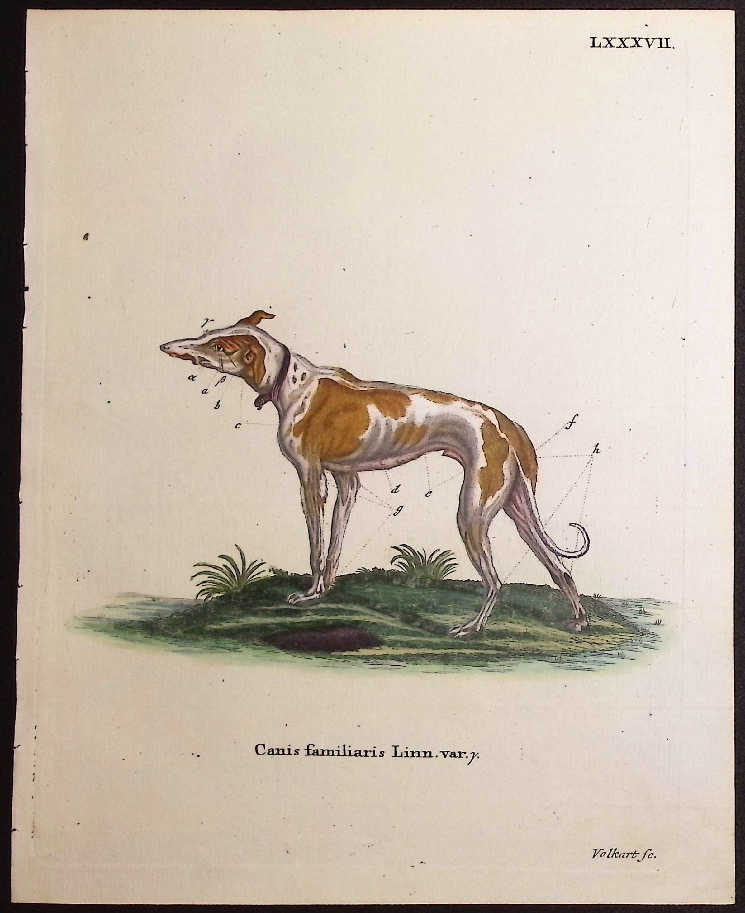 Domestic Dog