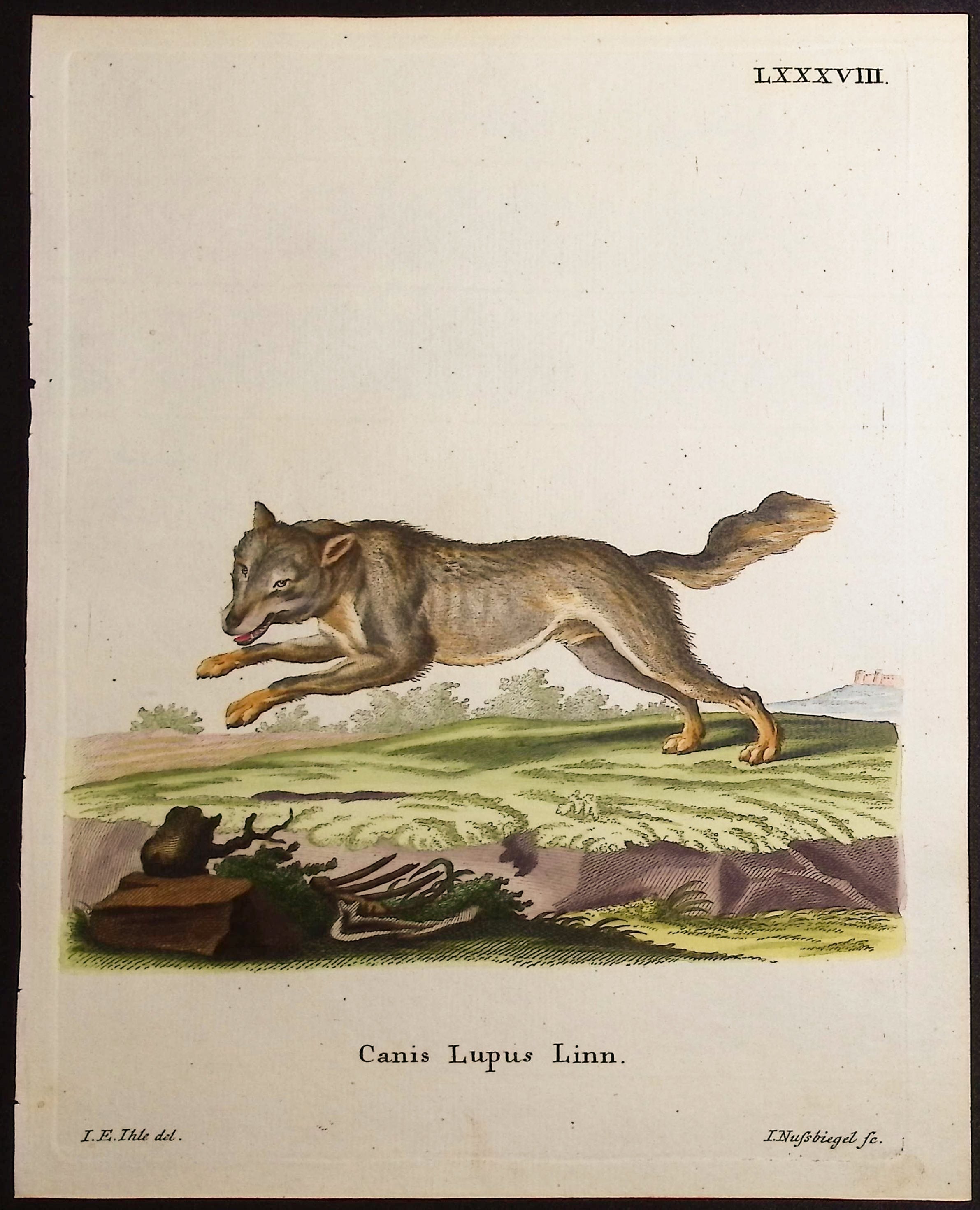Wolf 