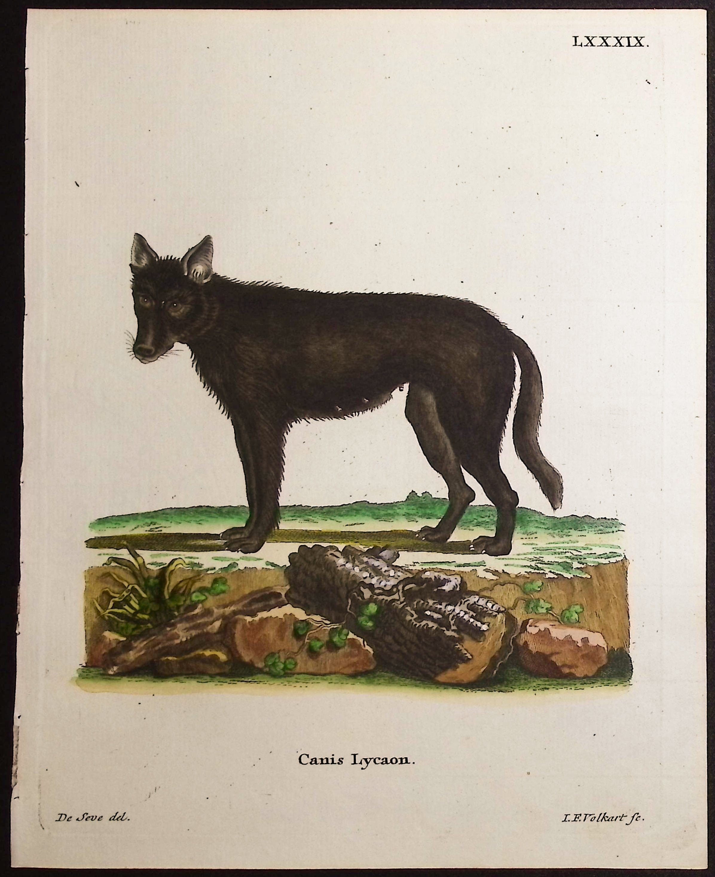 Eastern Wolf