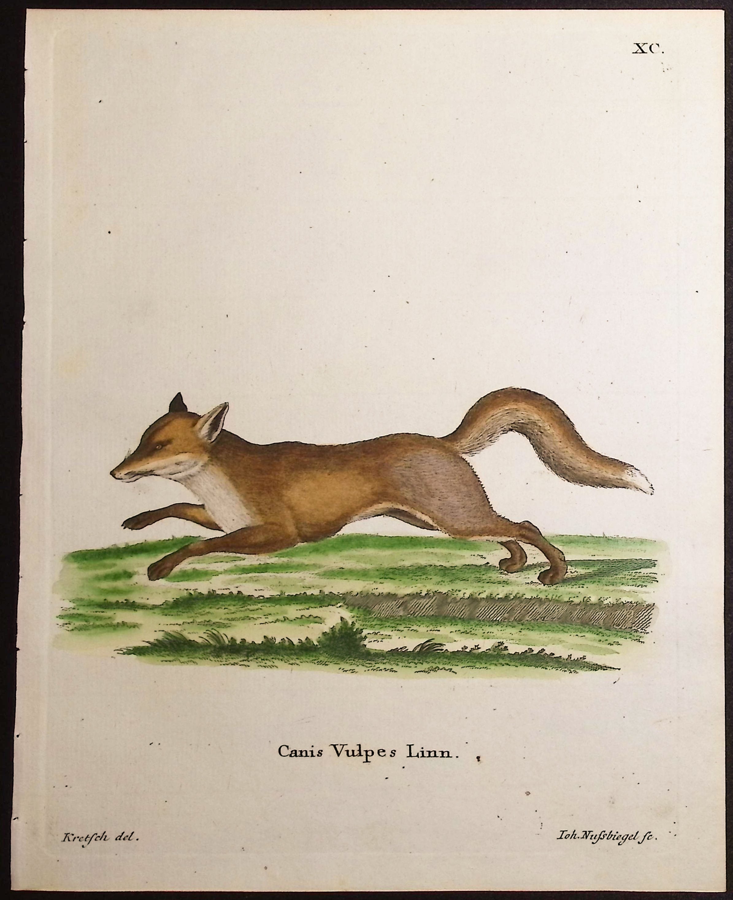 Fox