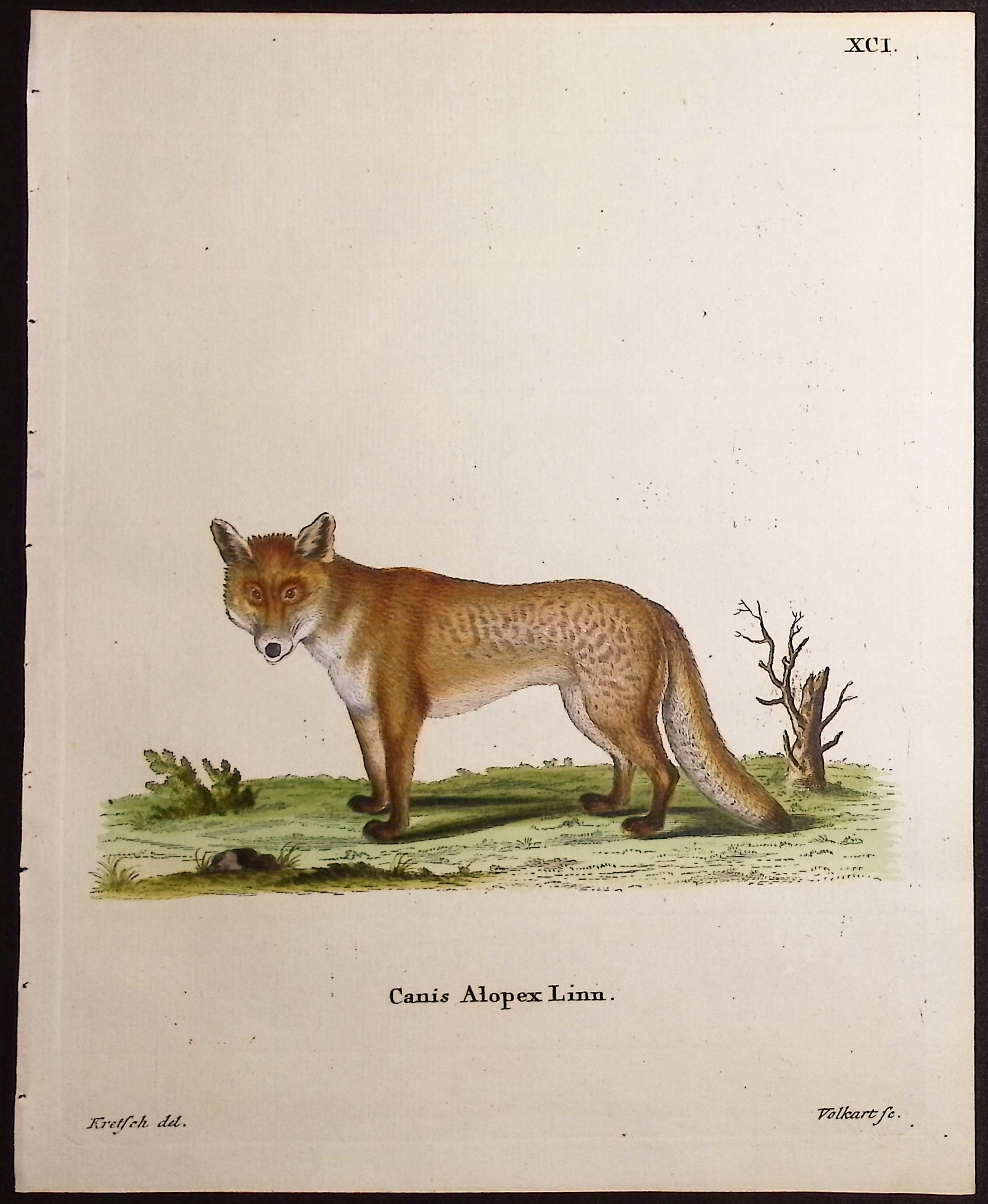Fox