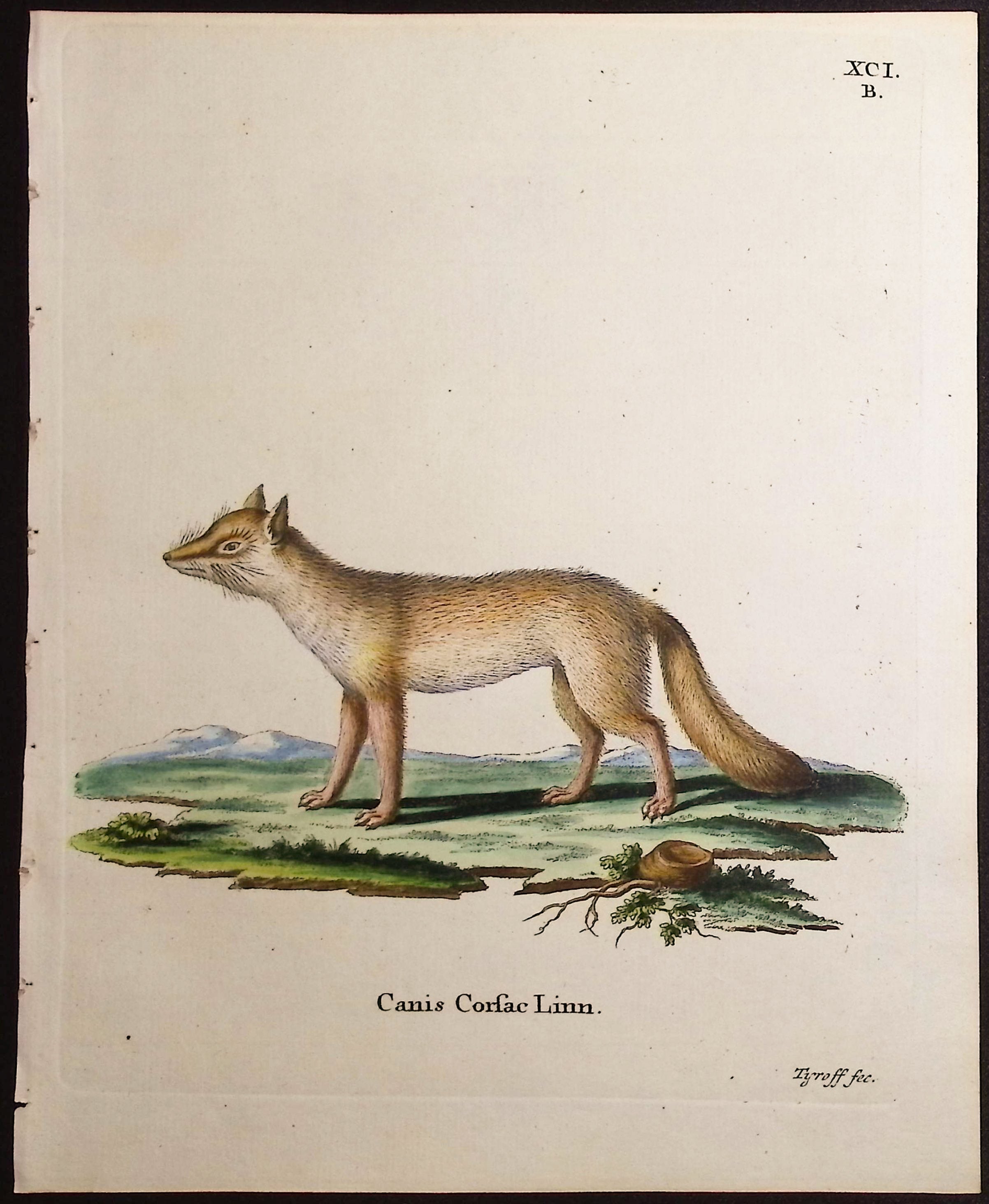Corsac Fox