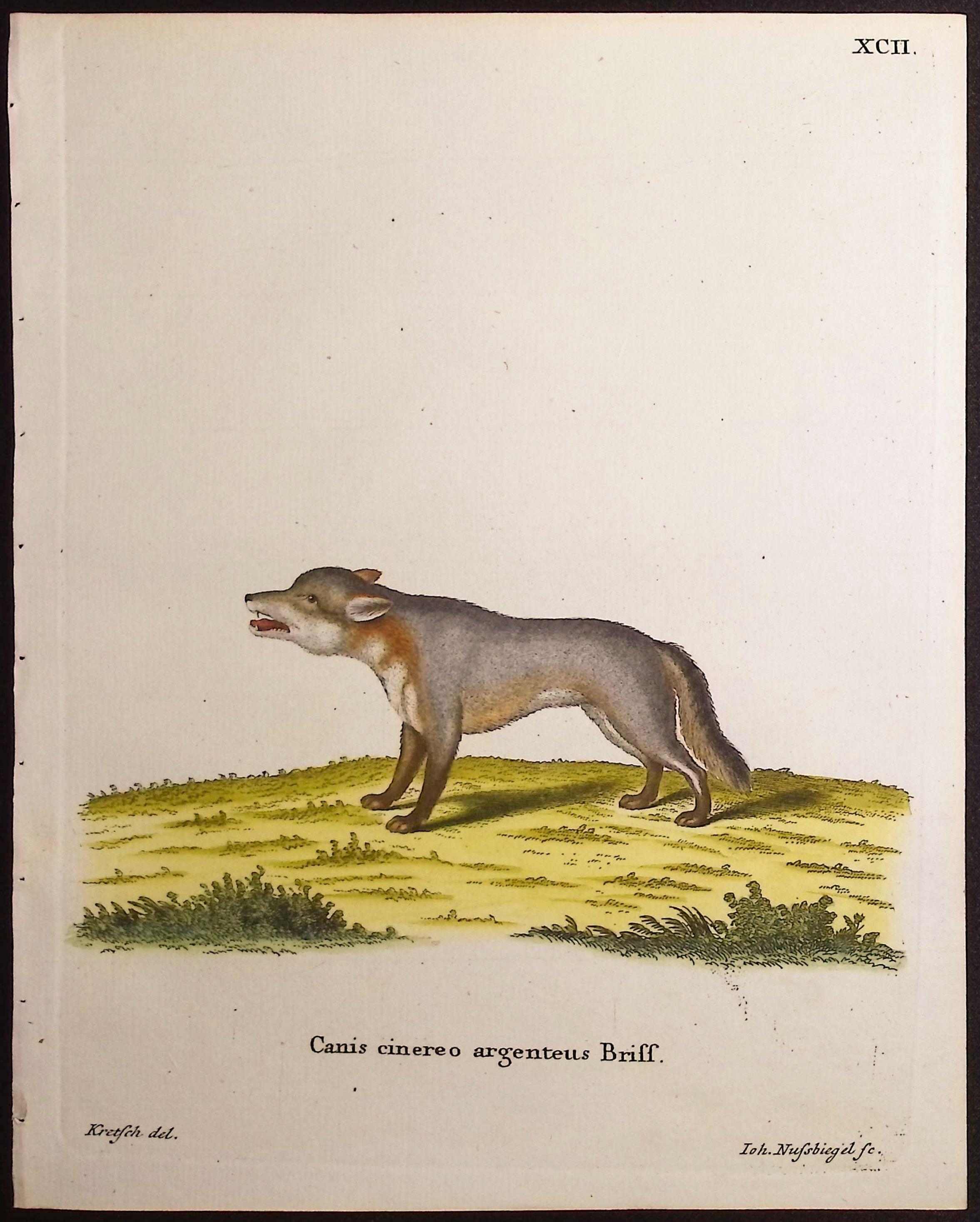 Gray Fox