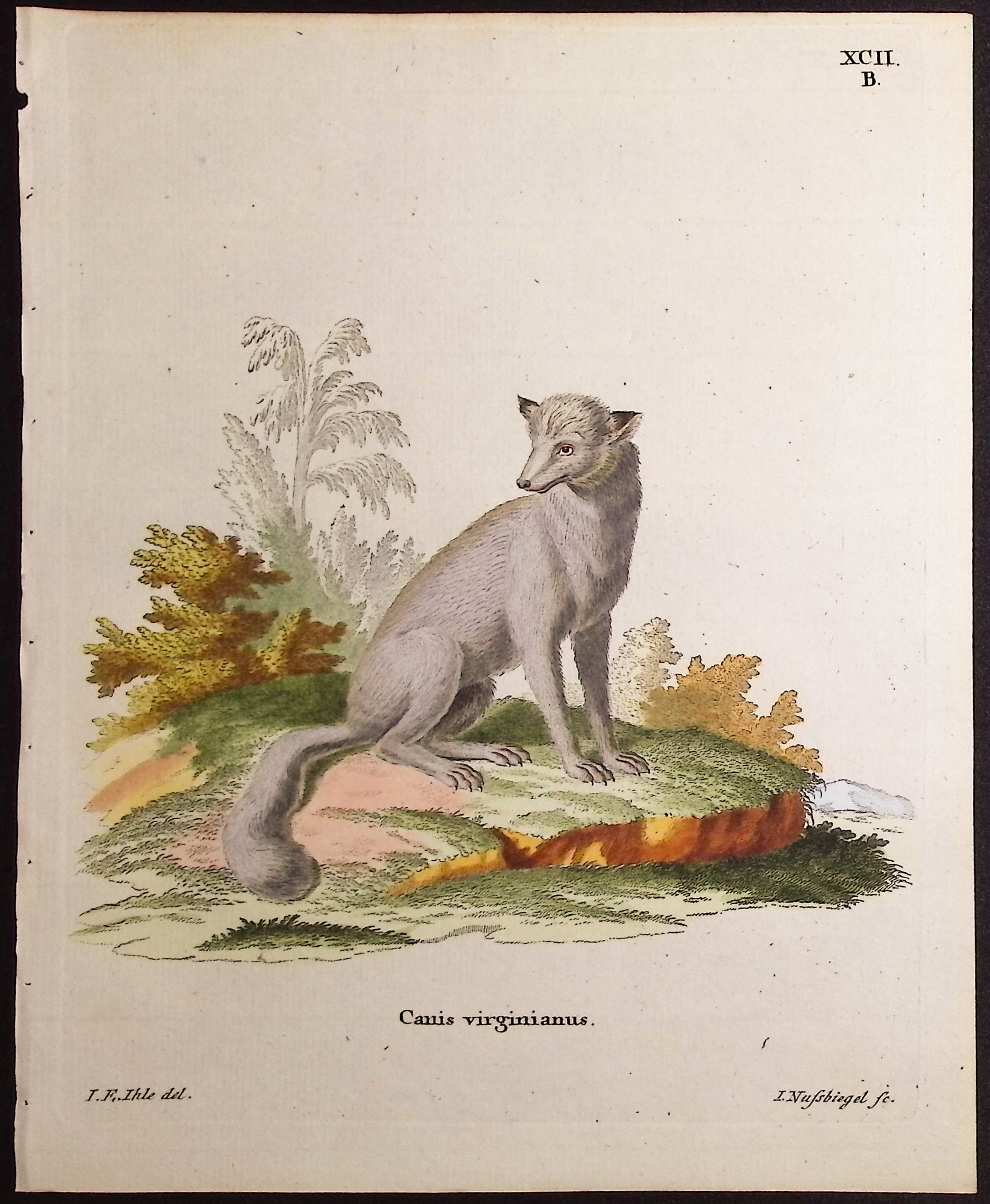 Gray Fox