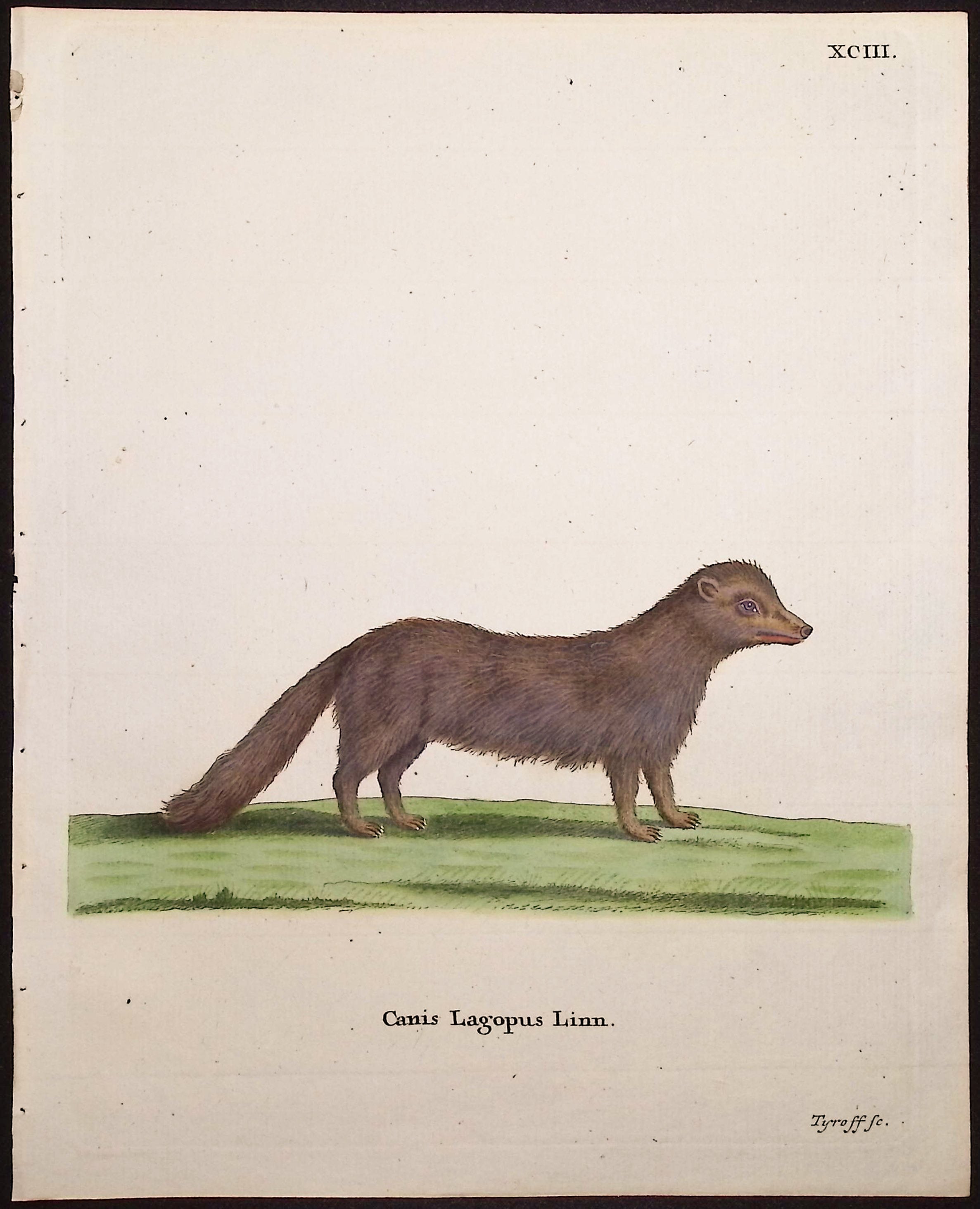 Arctic Fox (Summer Coat)