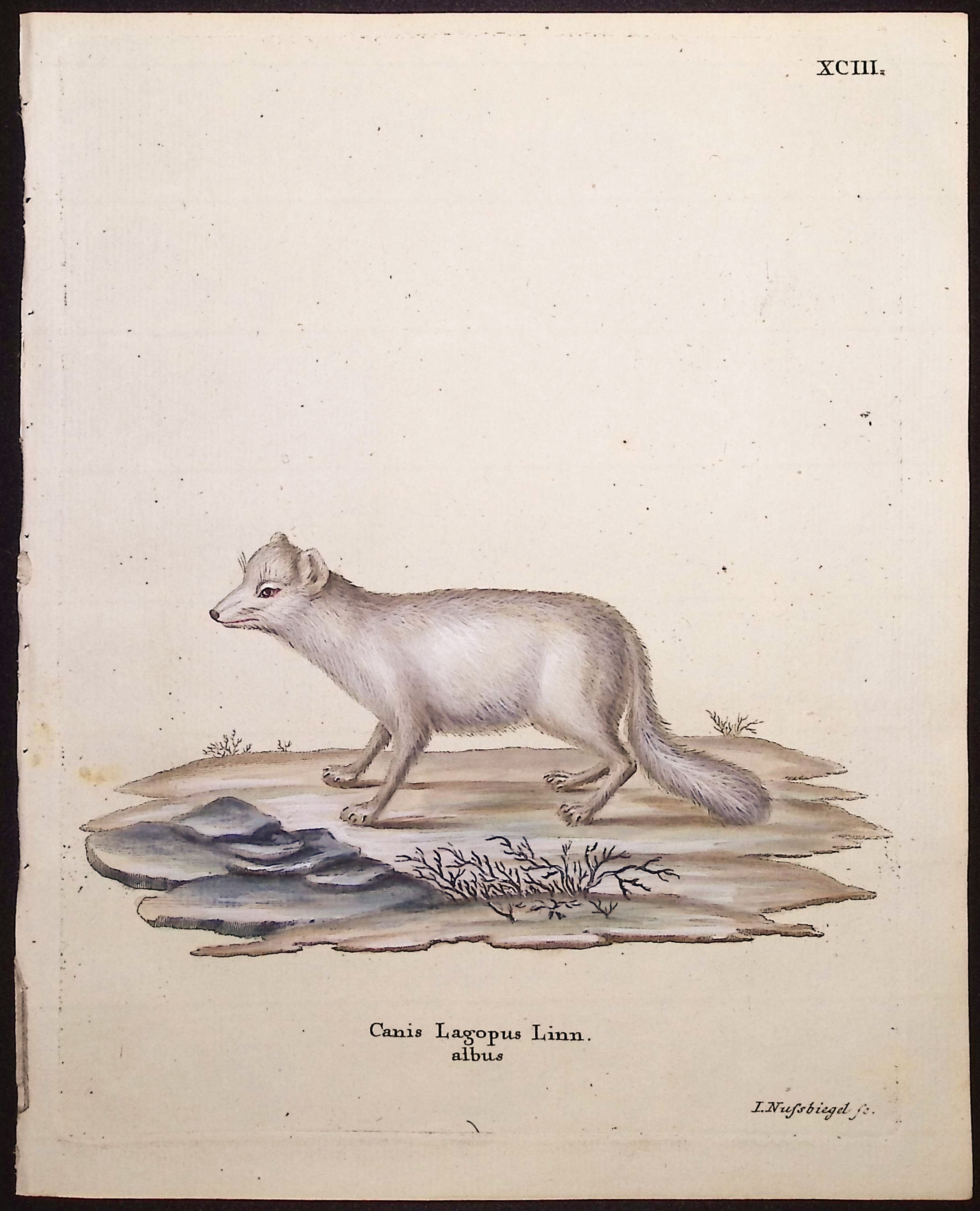 Arctic Fox (Winter Coat)