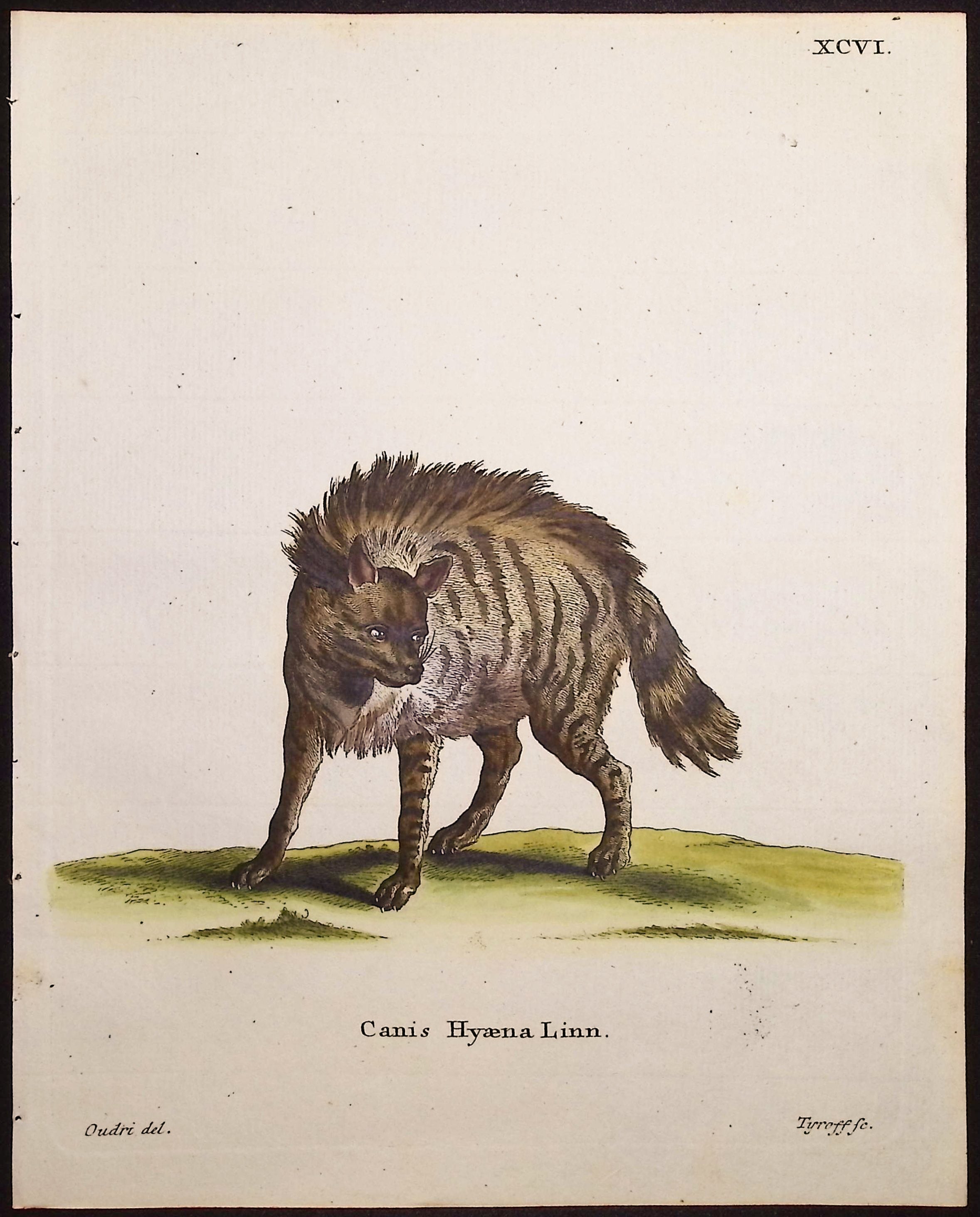 Striped Hyena