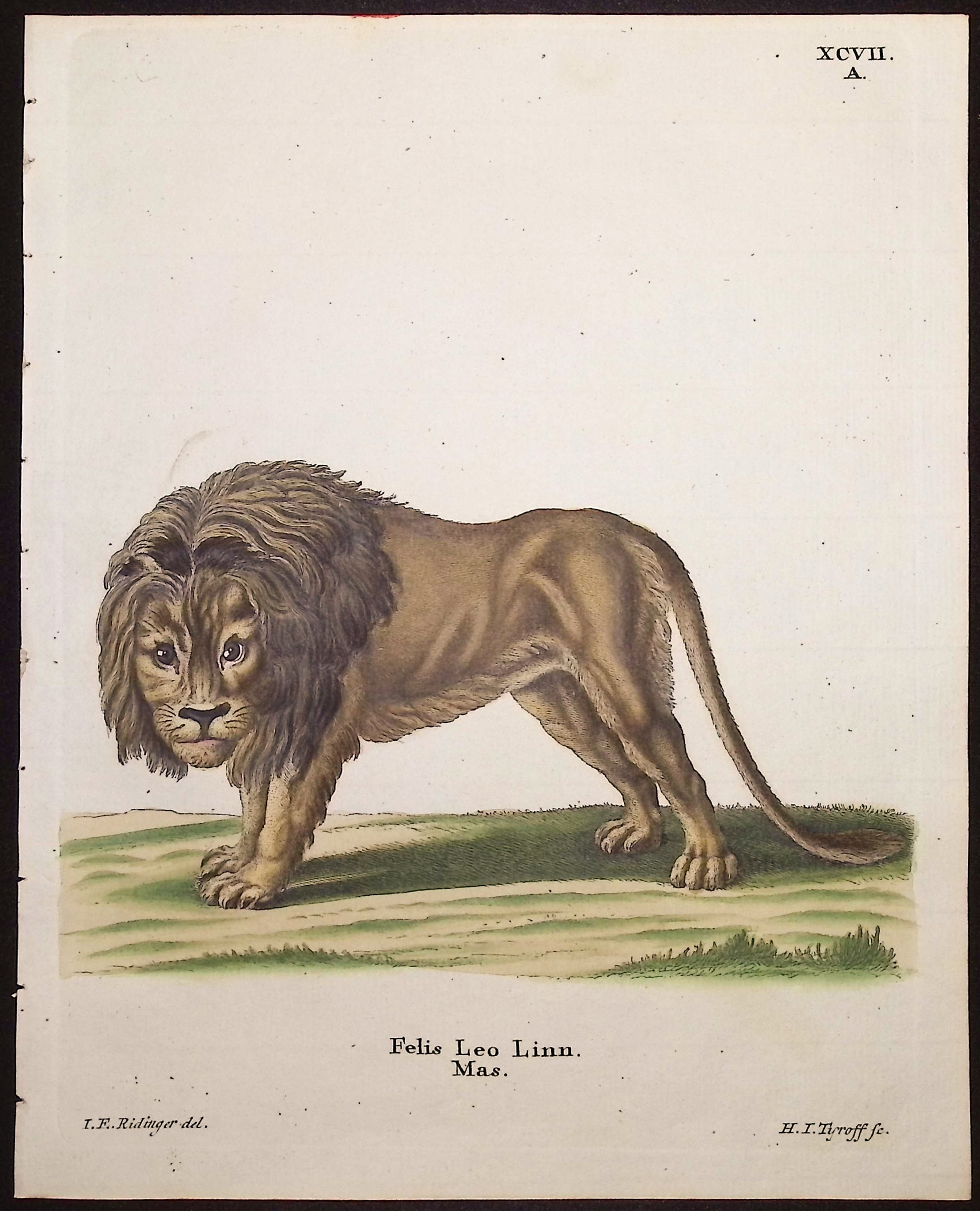 Lion (Male)