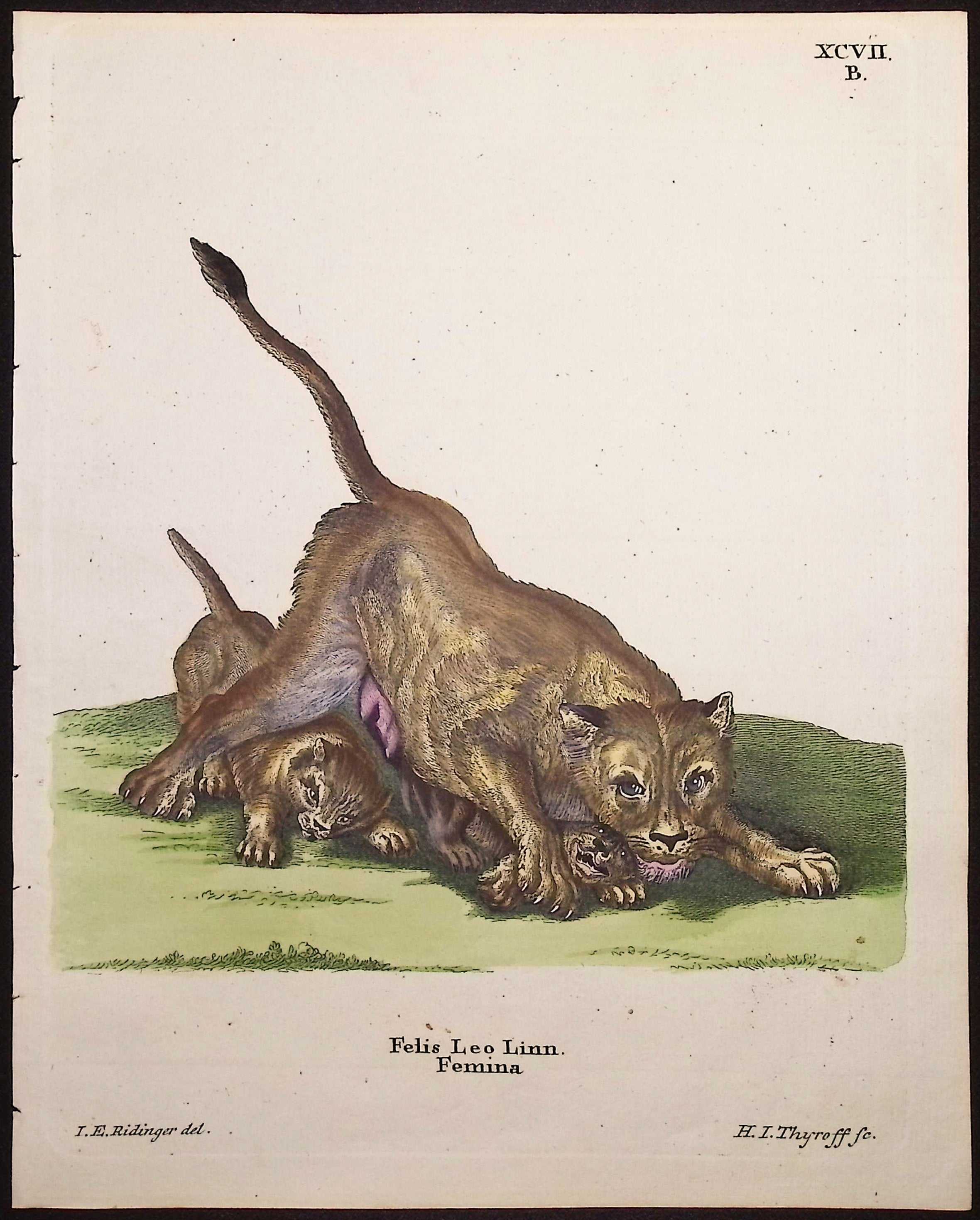 Lion (Female)