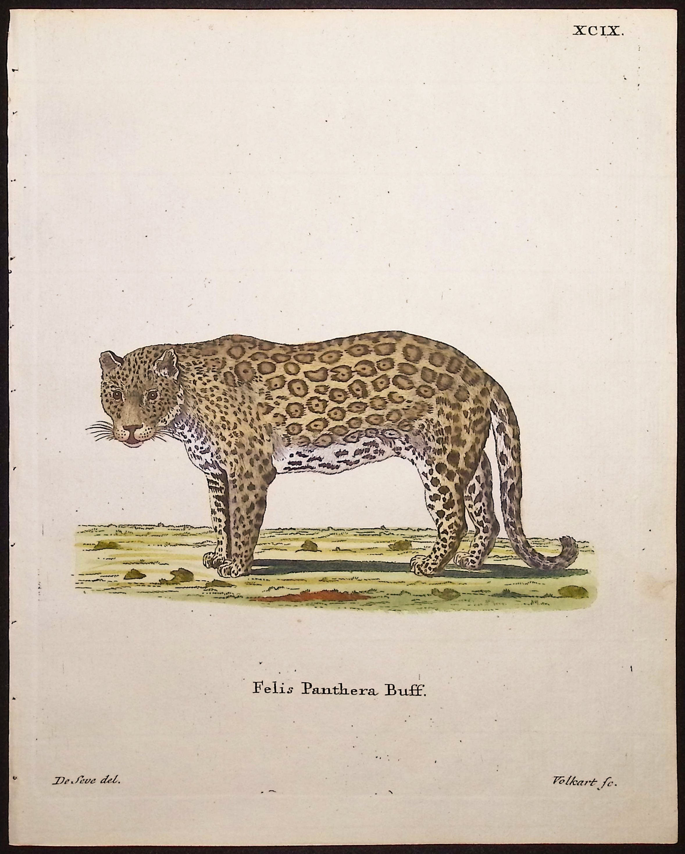 Panther