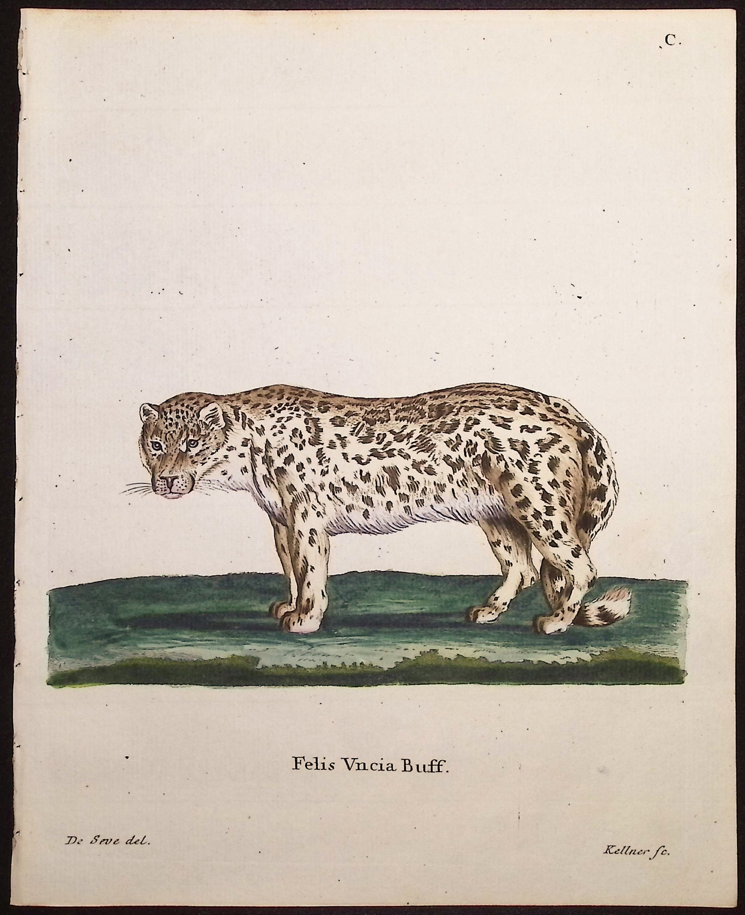 Snow Leopard