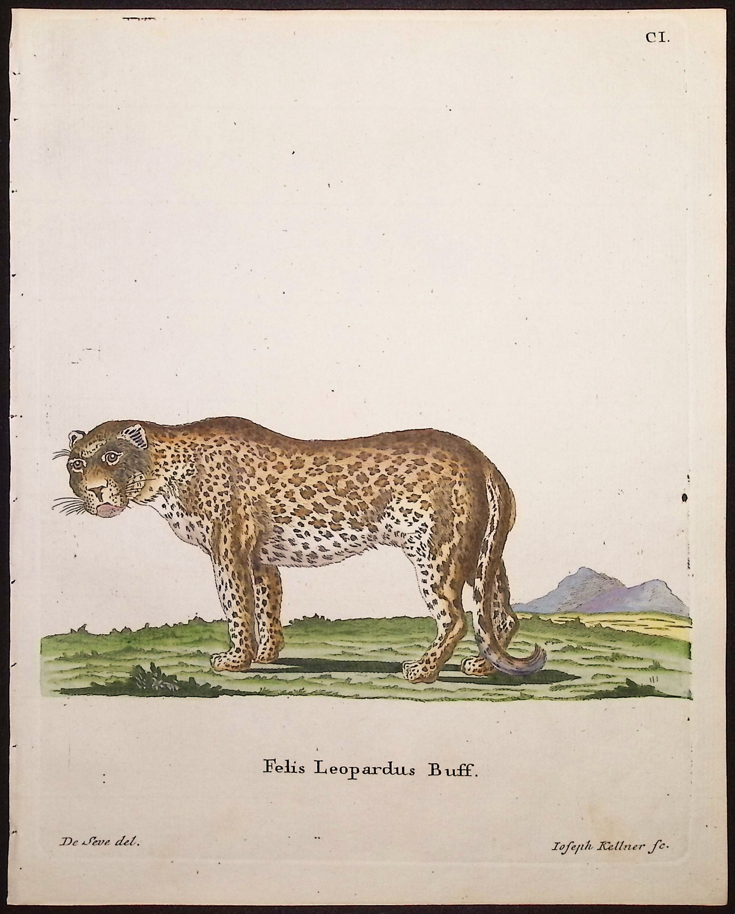 Leopard