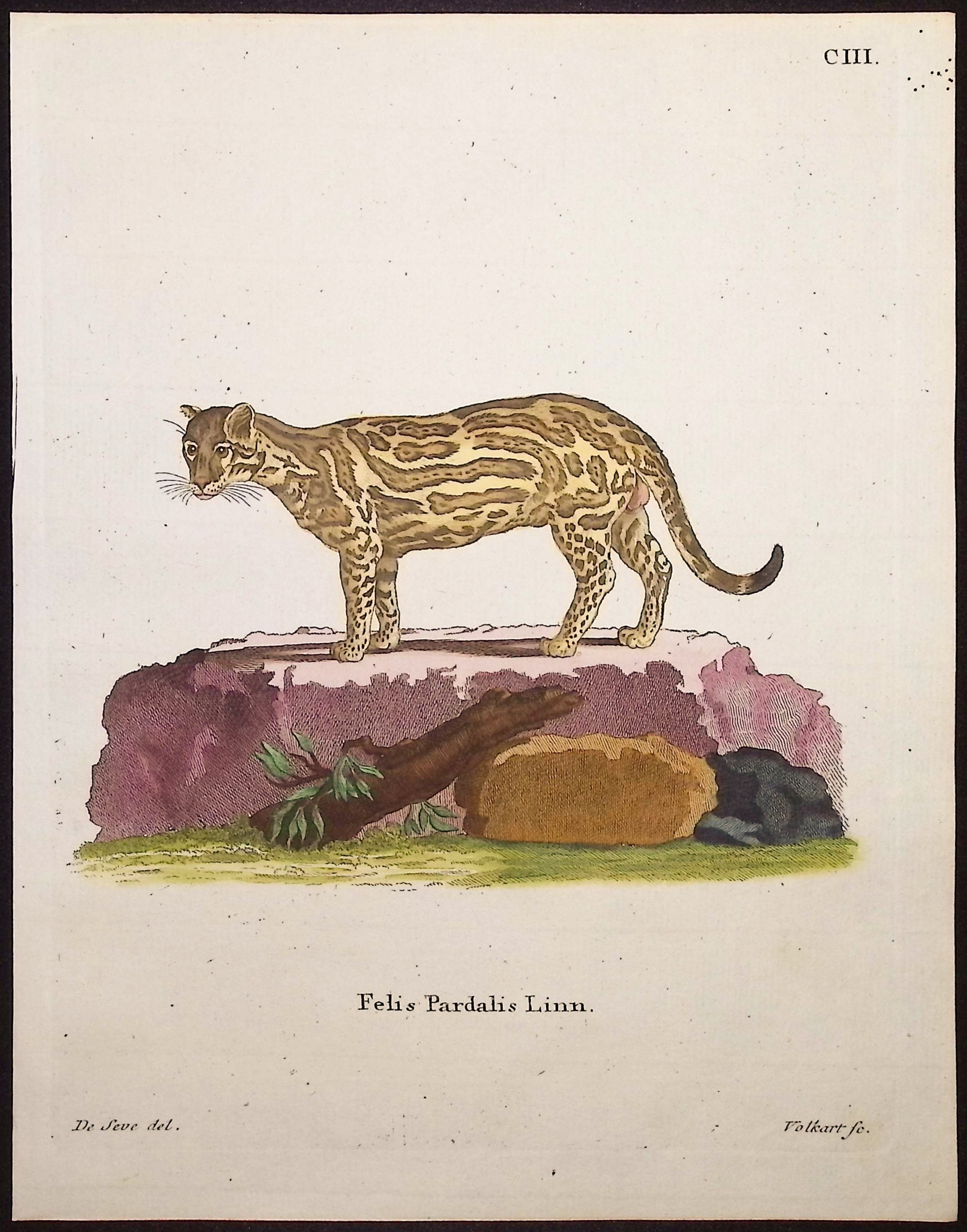 Ocelot