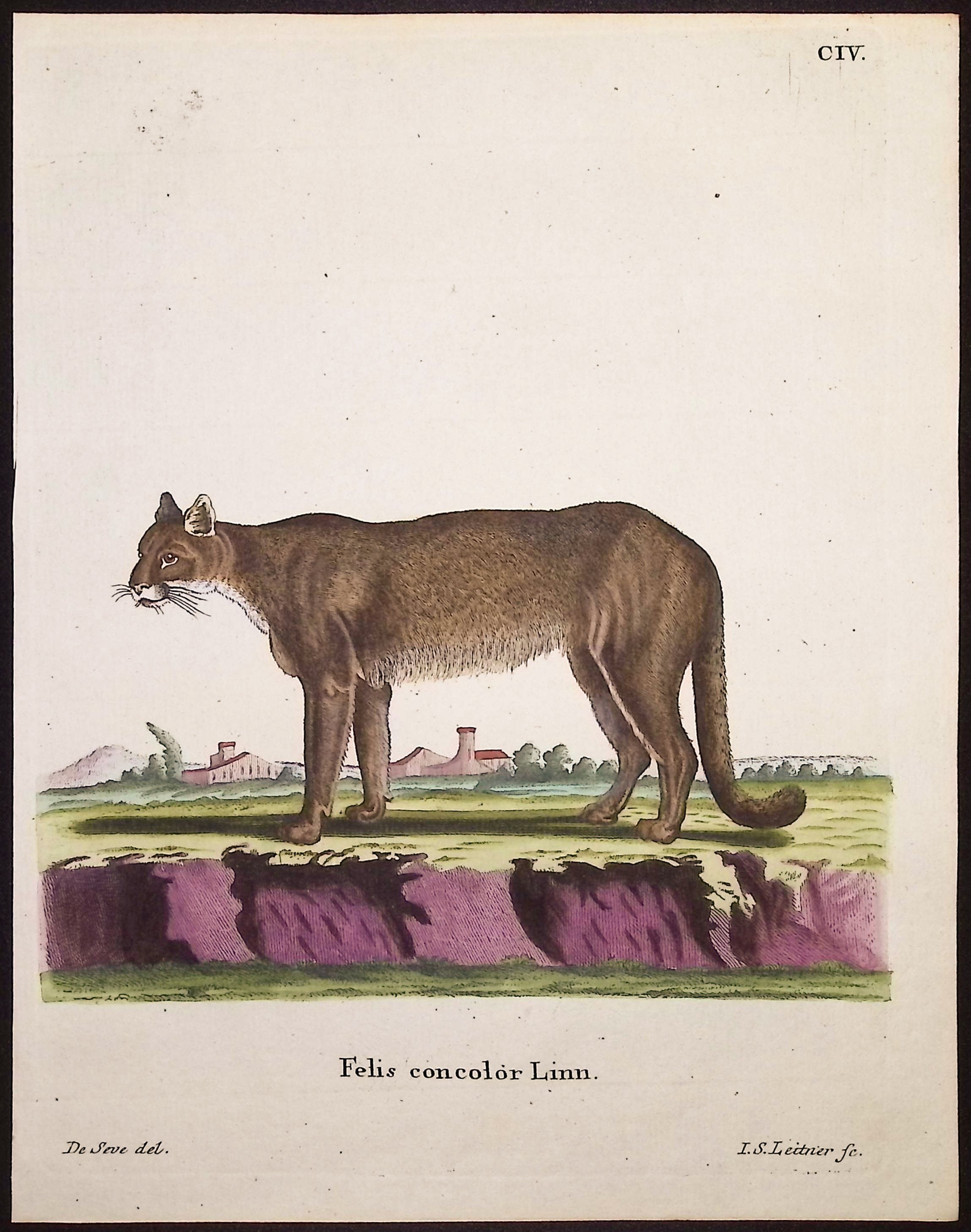 Cougar